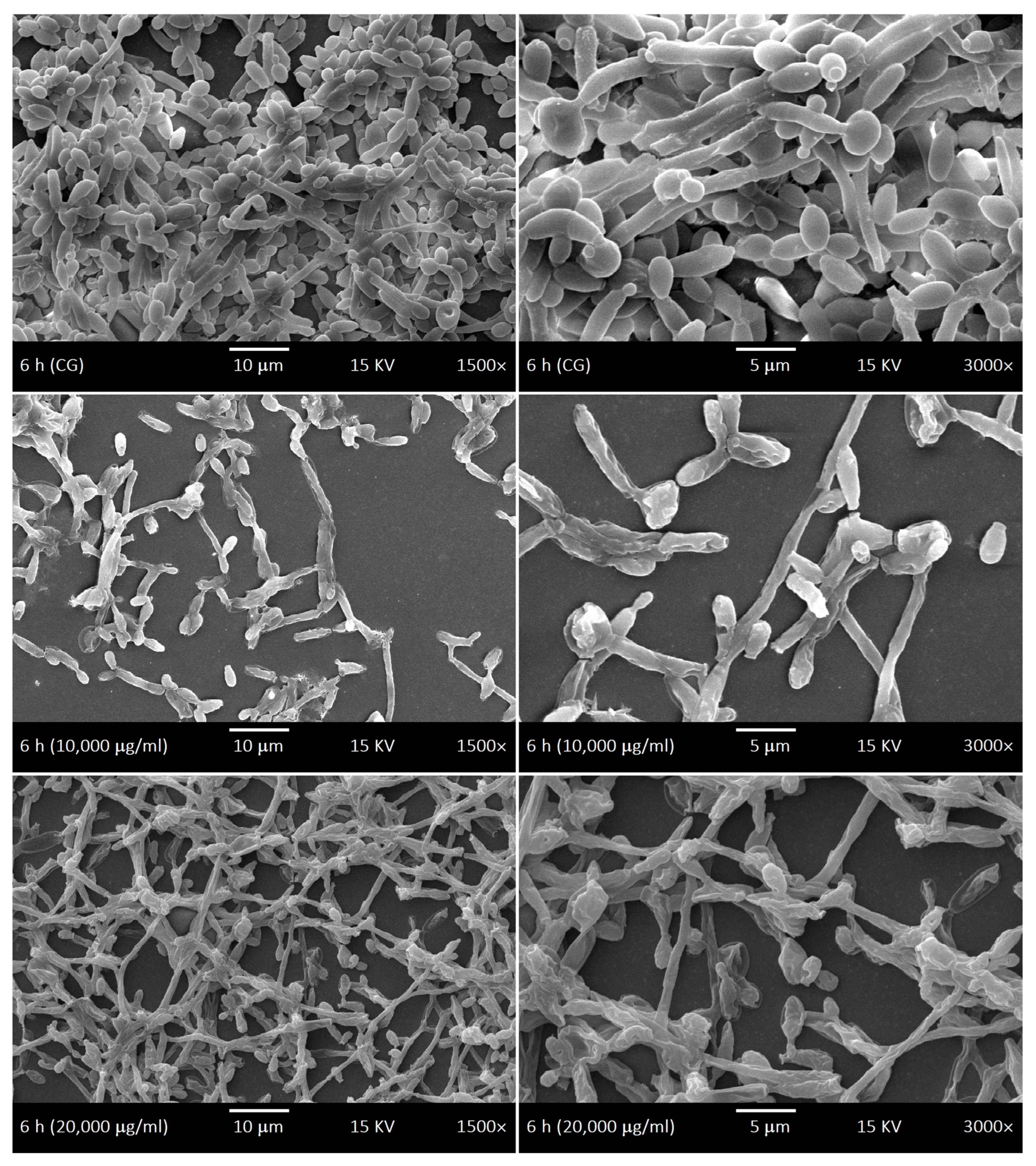 Antibiotics 15 00041 g007