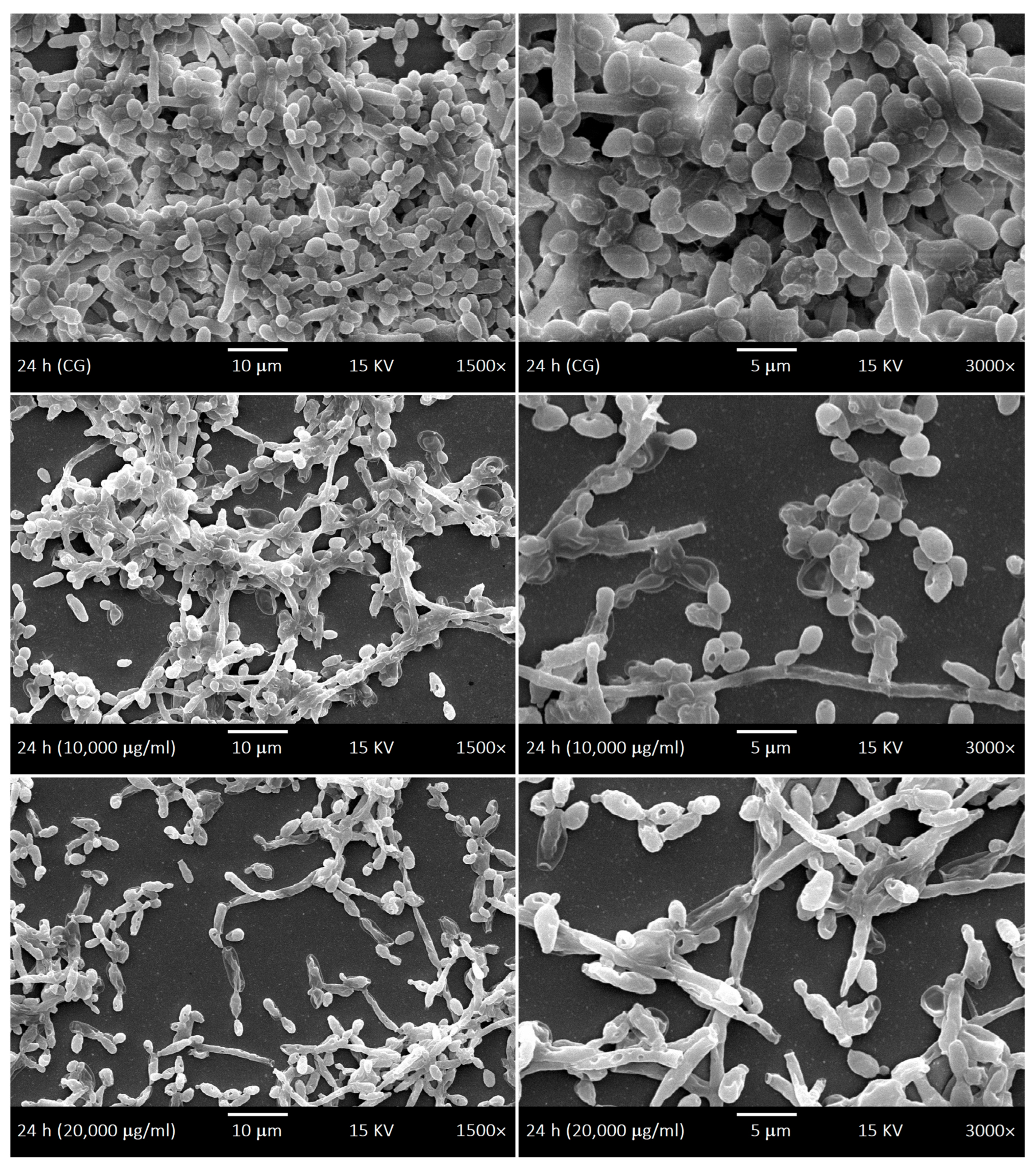 Antibiotics 15 00041 g008