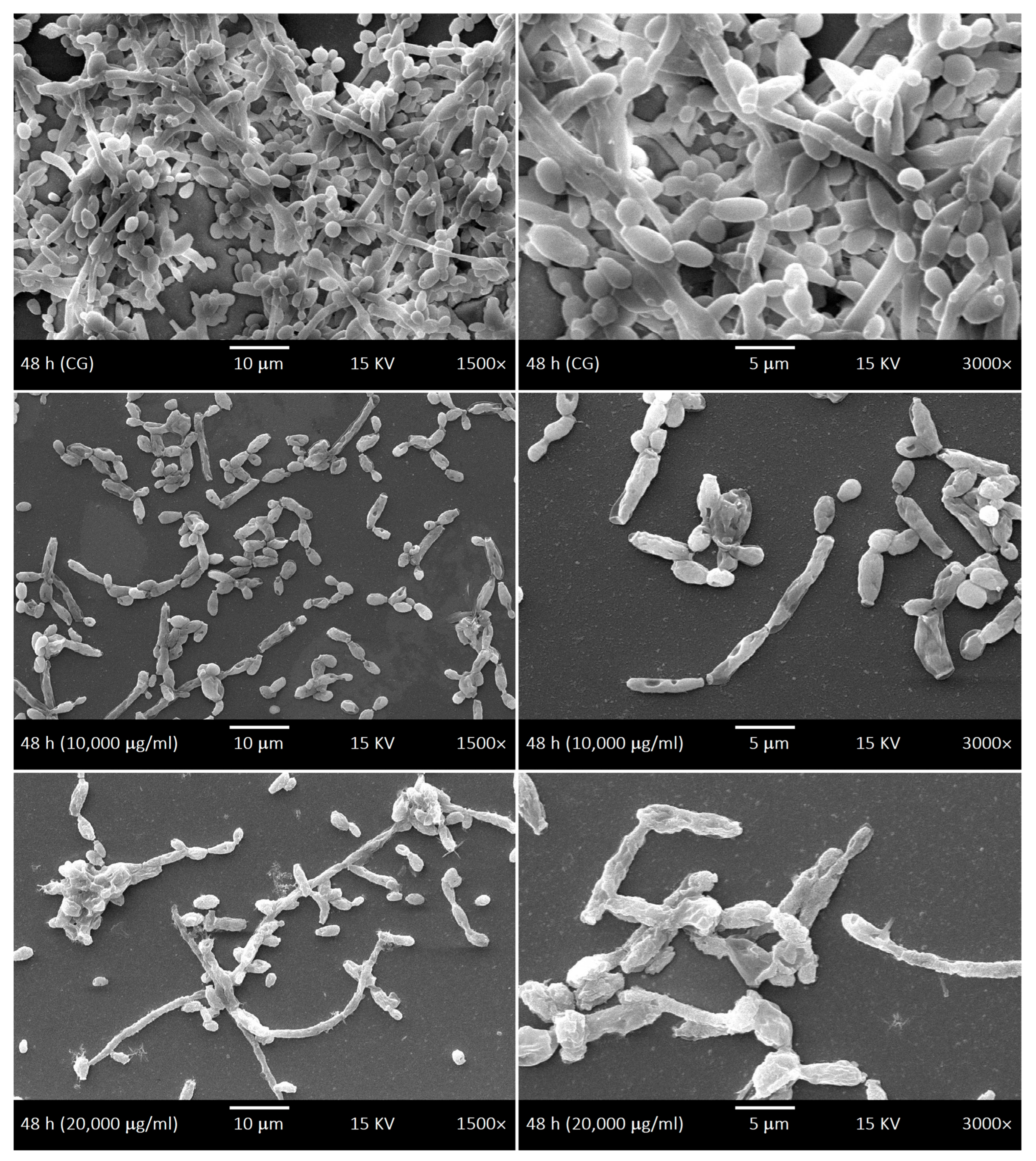 Antibiotics 15 00041 g009