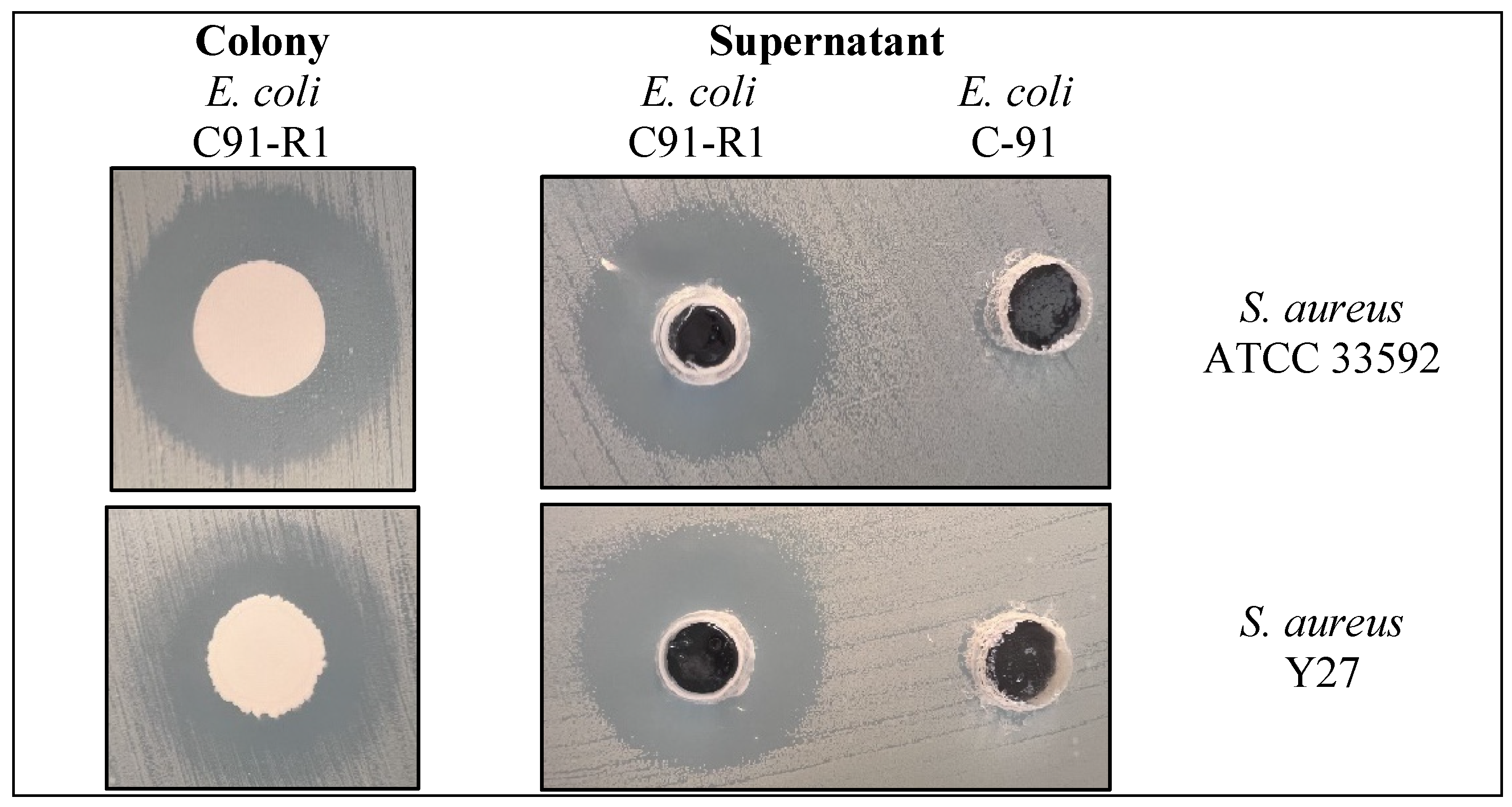Antibiotics 15 00043 g001