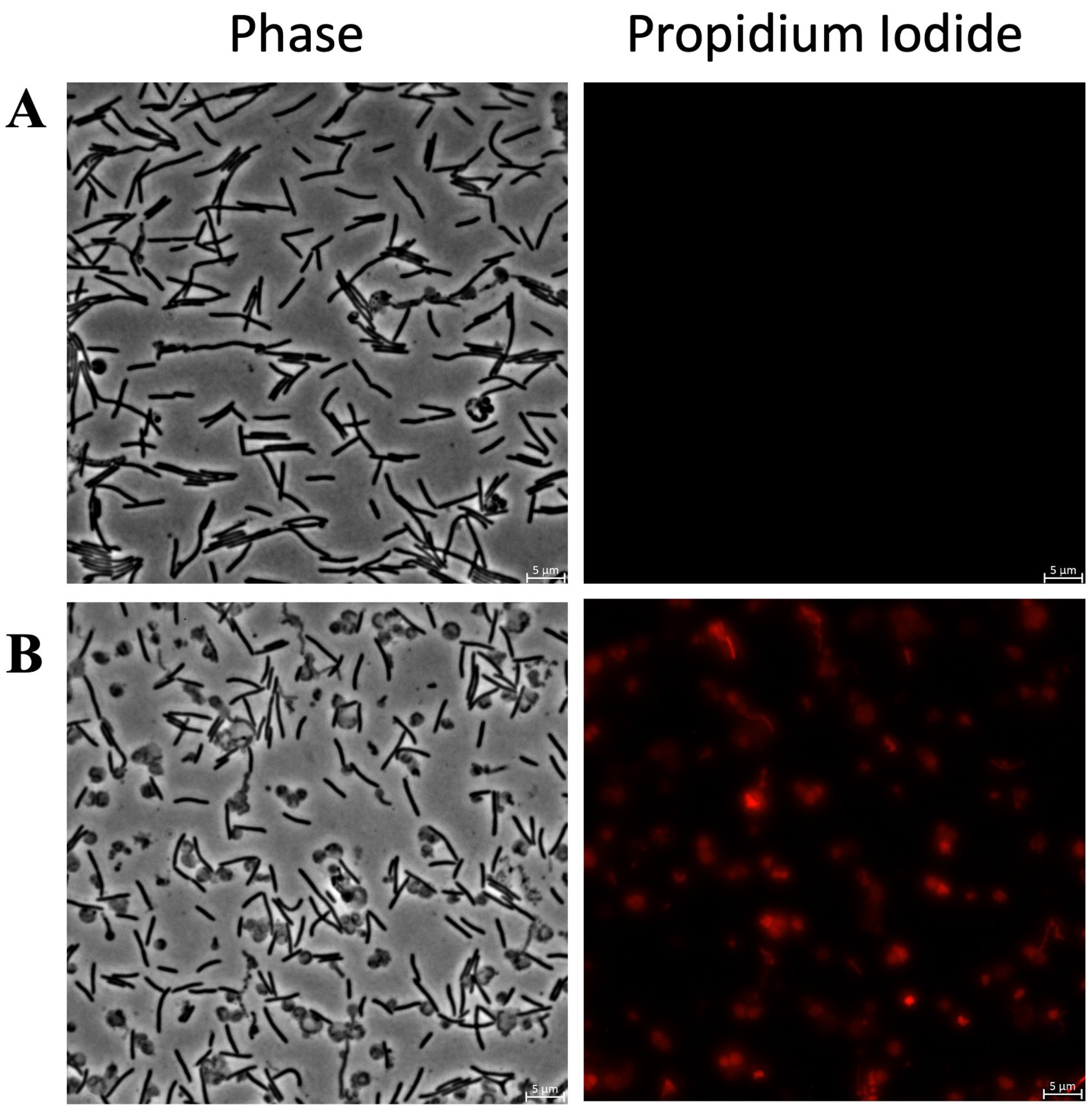 Antibiotics 15 00080 g009