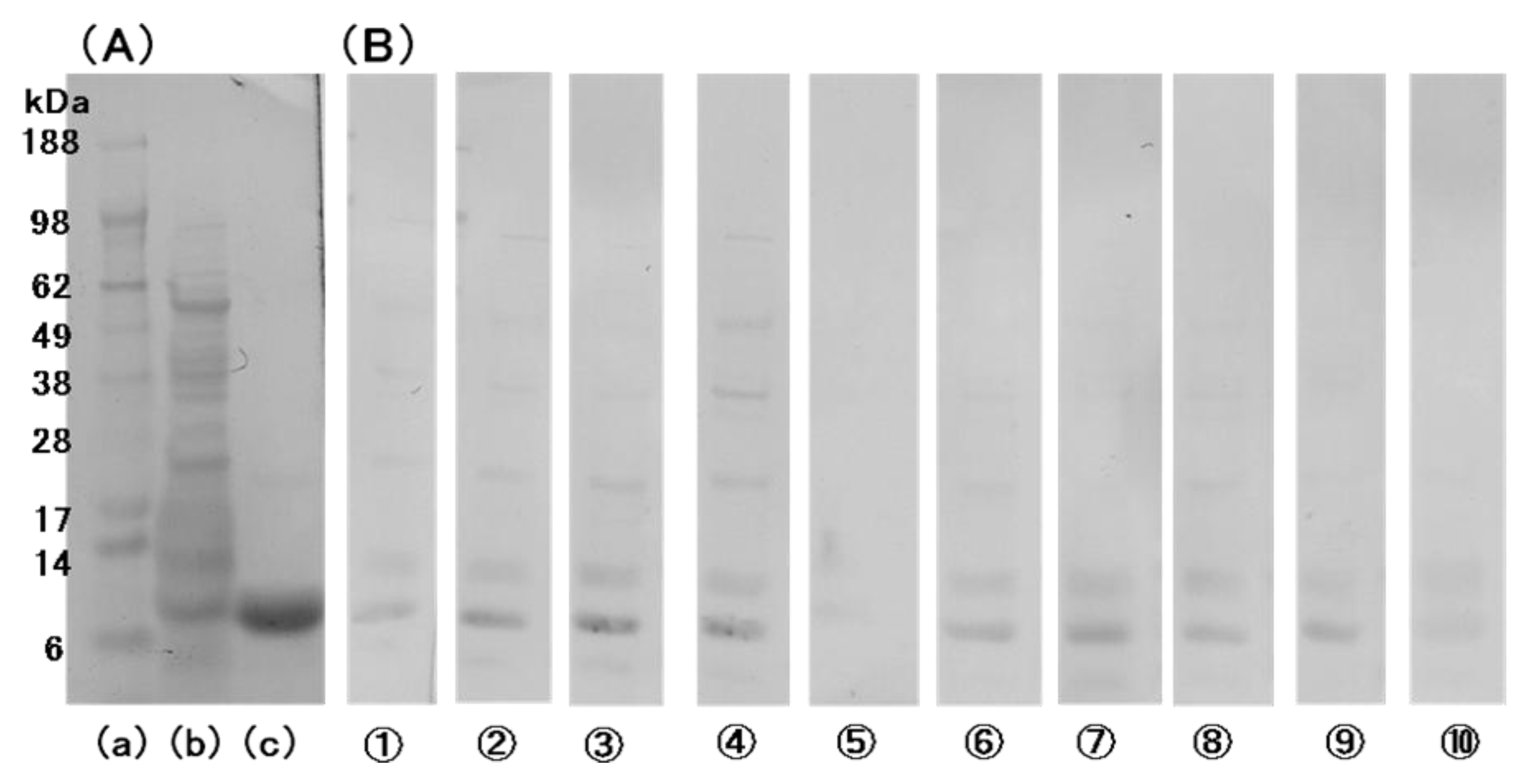 Antibodies 01 00259 g002