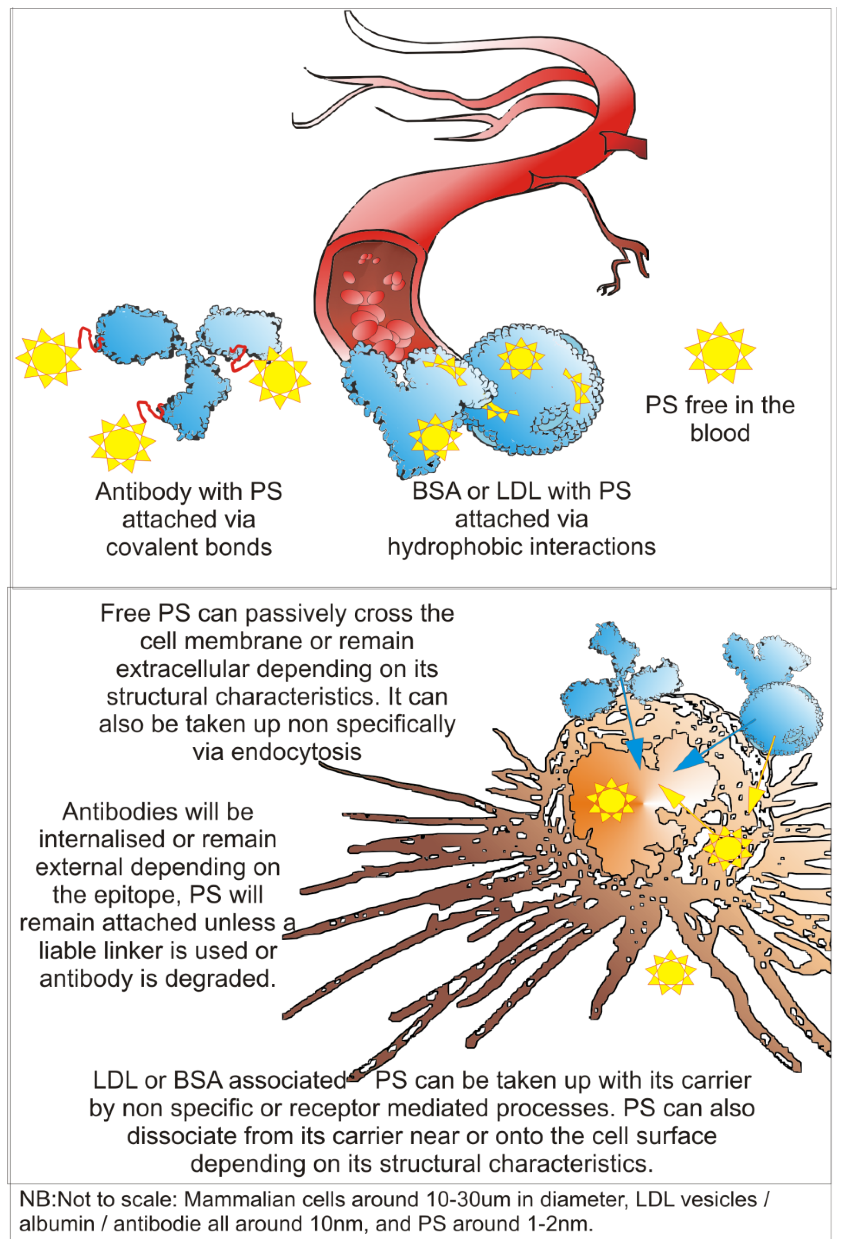 Antibodies 02 00270 g002
