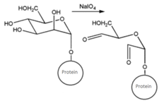 Antibodies 02 00270 i015