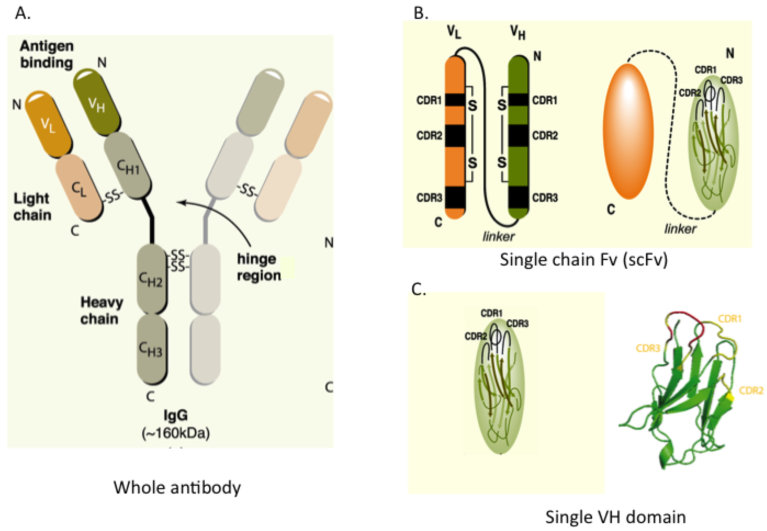 Antibodies Free FullText Single Domain Antibody Fragments as Drug