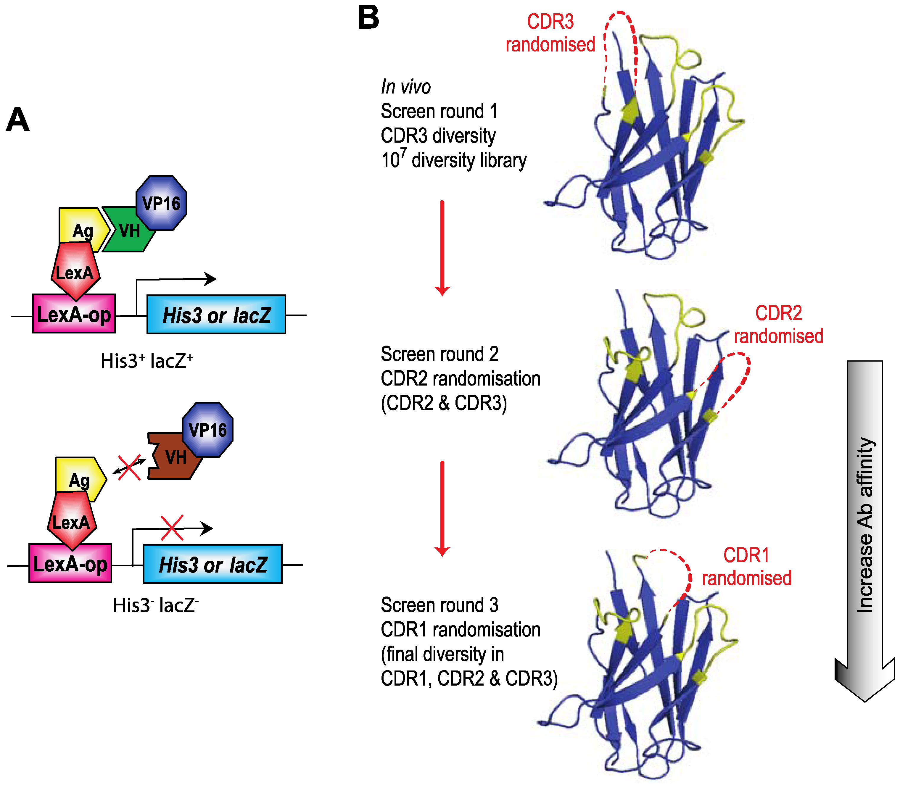 Antibodies 02 00306 g003