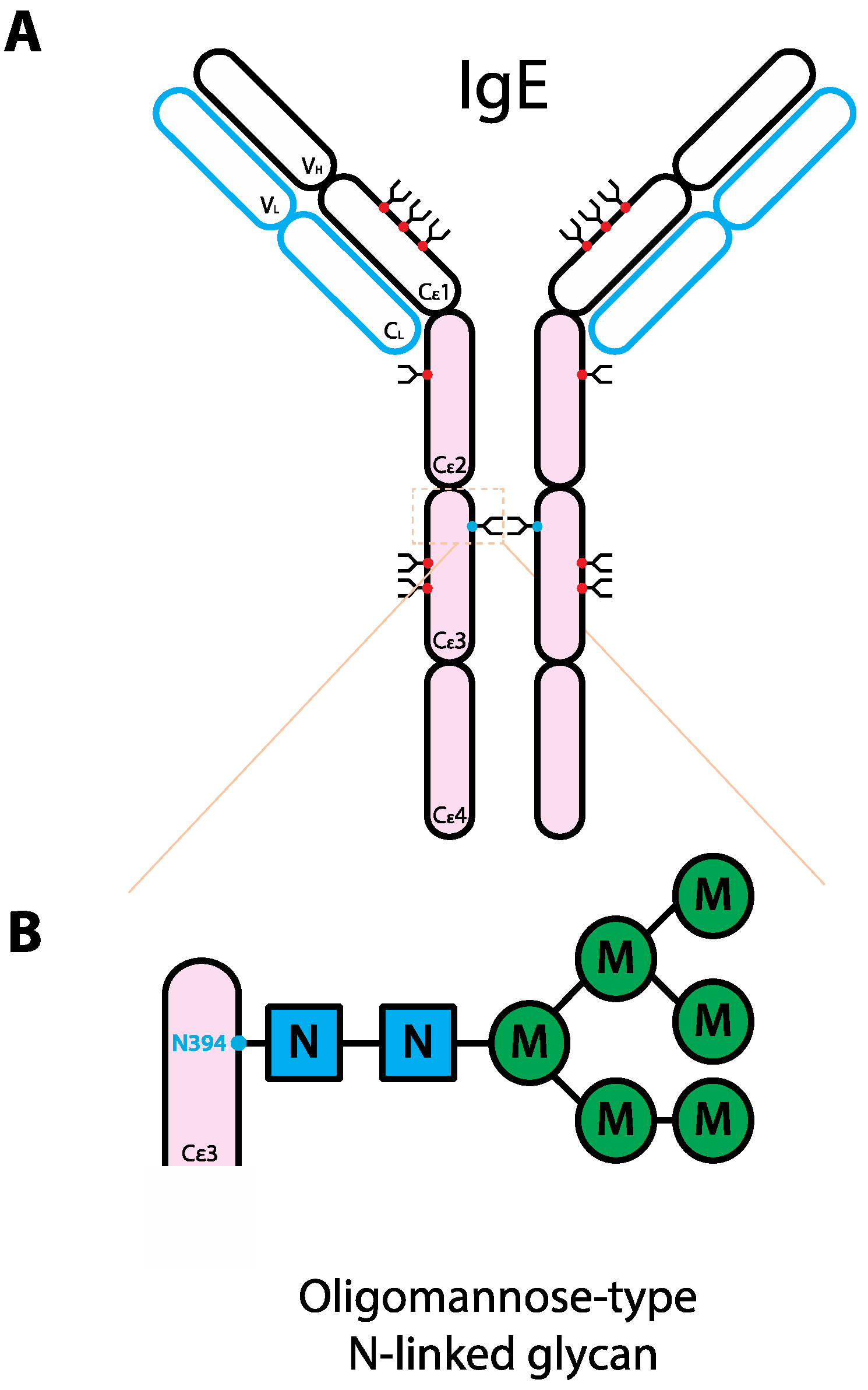 Competition between Serum IgG, IgM, and IgA Anti-Glycan Antibodies