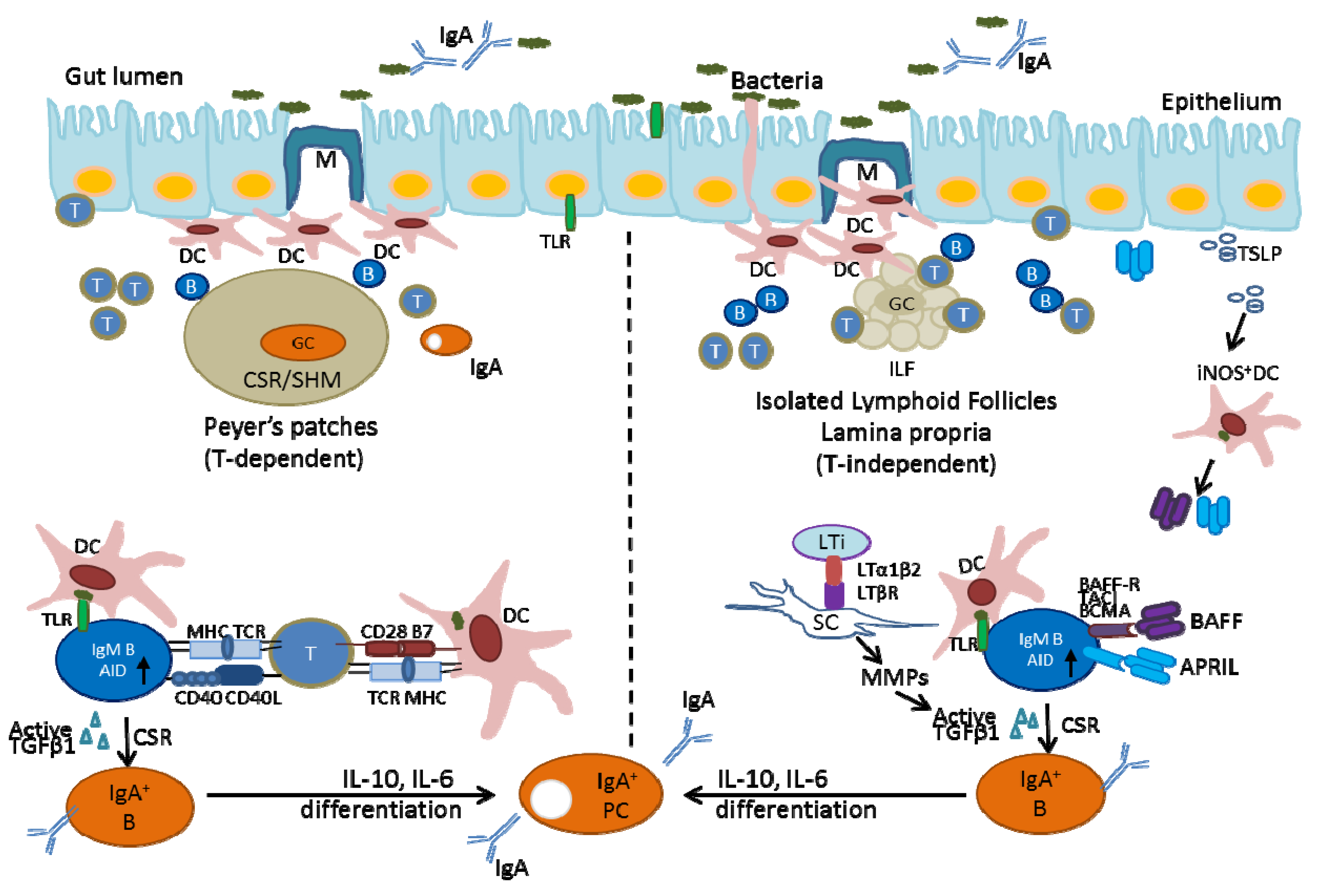 The systemic anti-microbiota IgG repertoire can identify gut