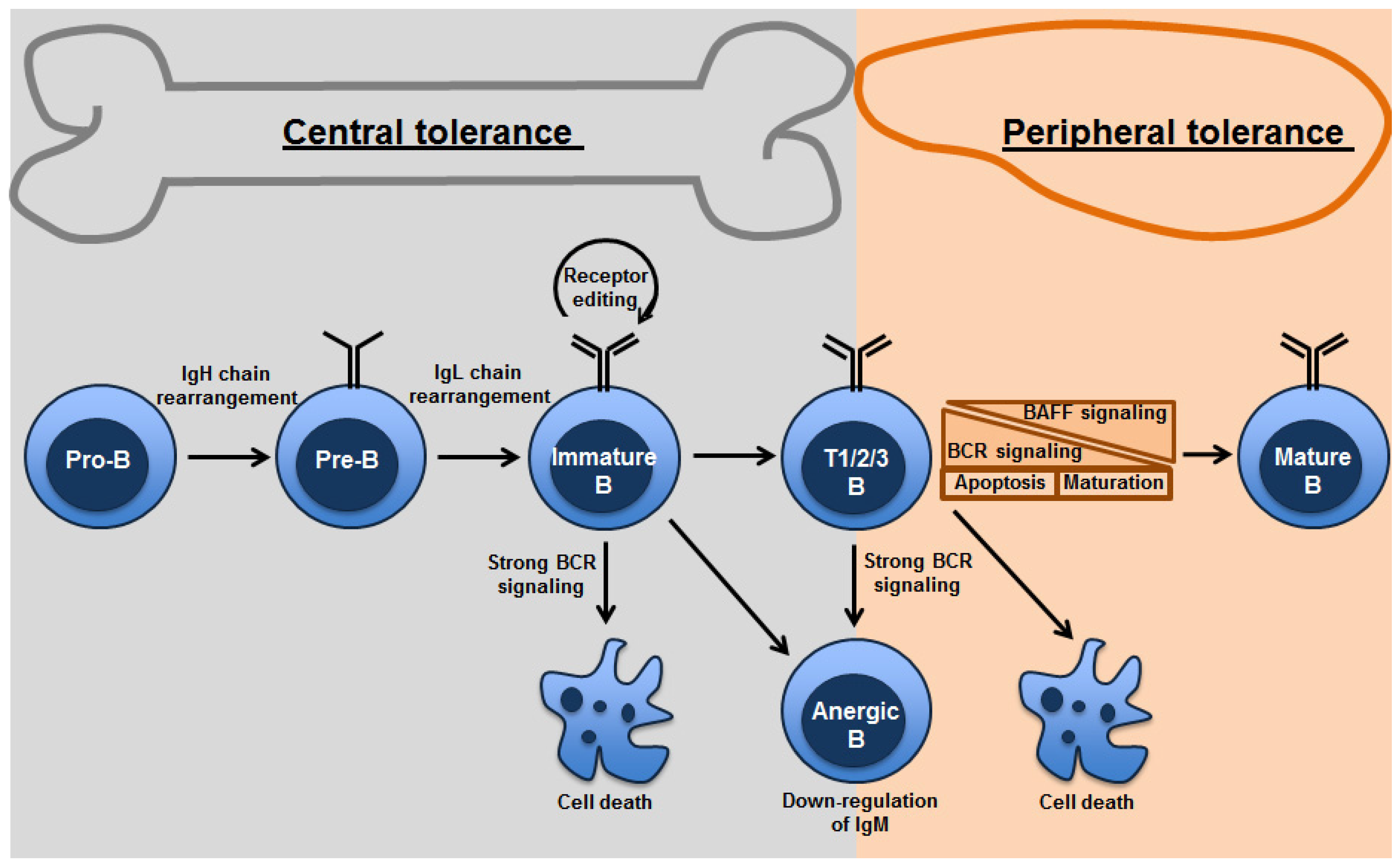 Antibodies | Free Full-Text | B Cell Tolerance in Health and Disease | HTML