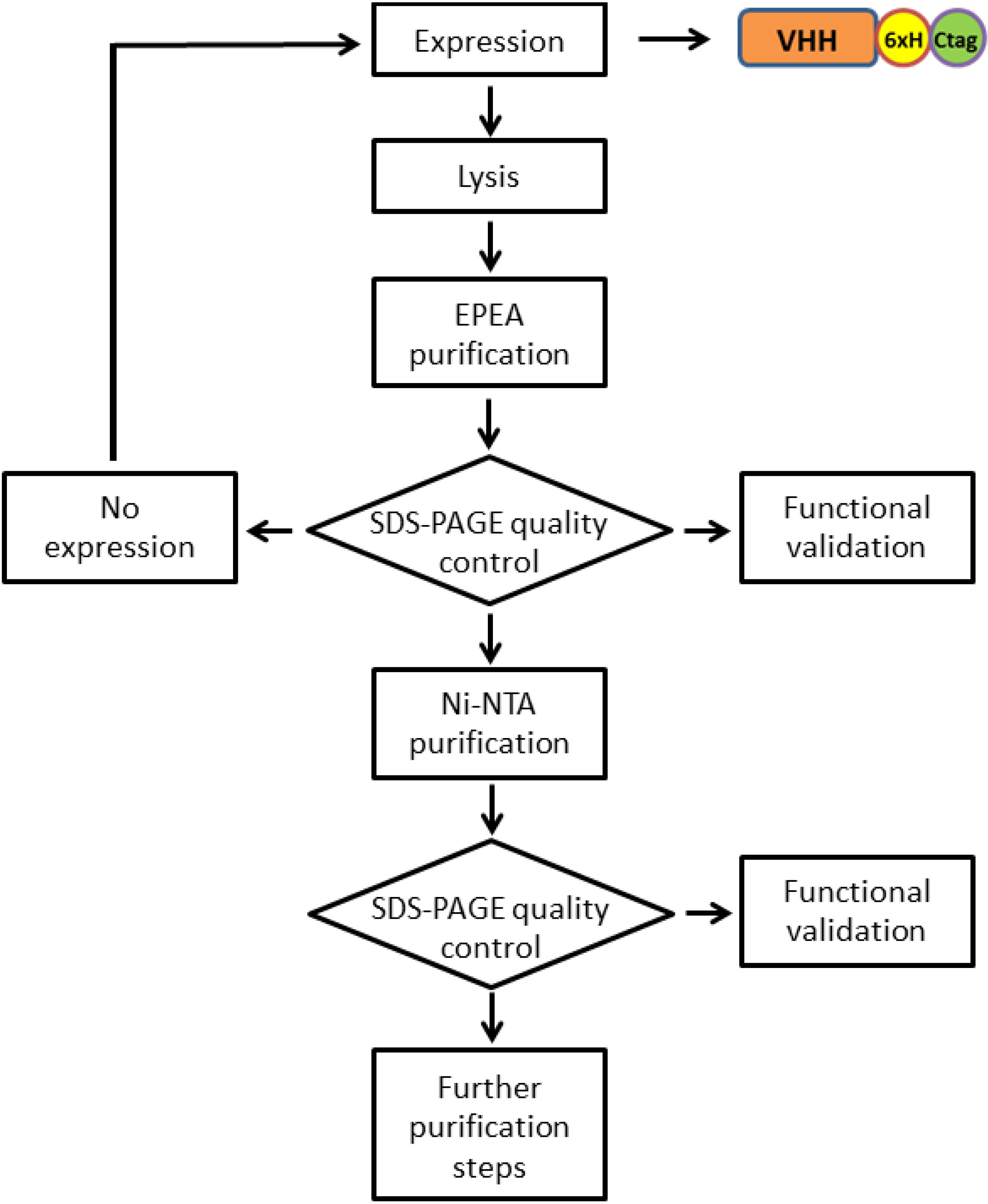 Enzyme Purification Chart