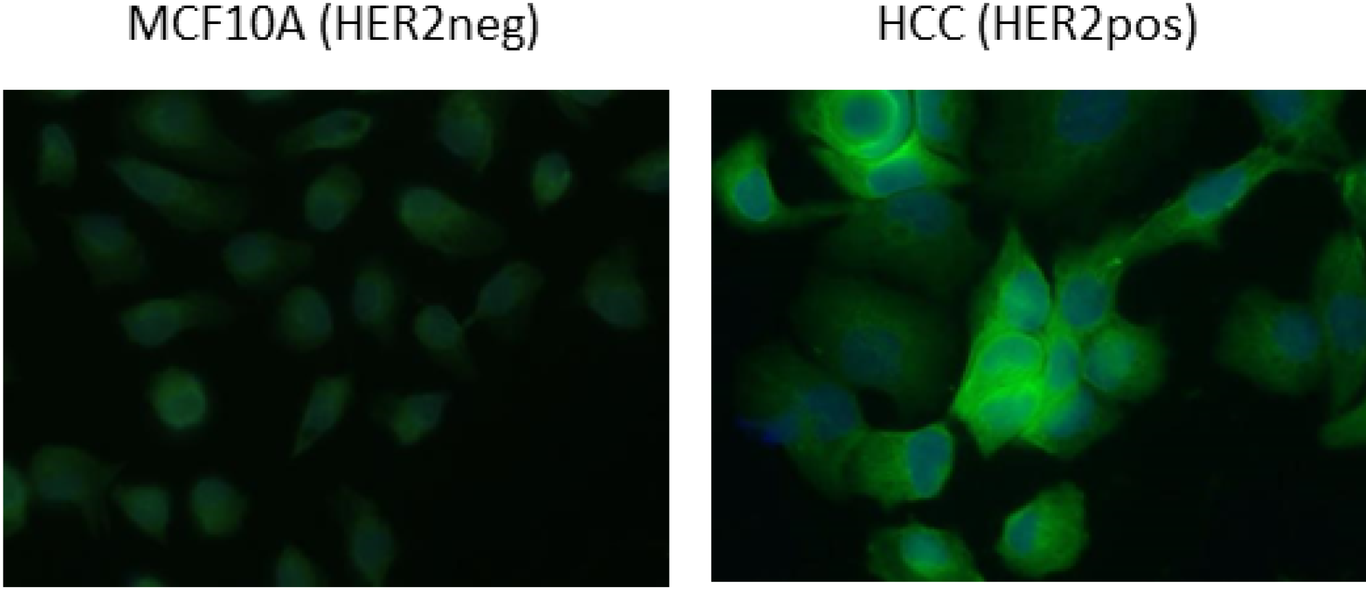 Antibodies 03 00182 g005