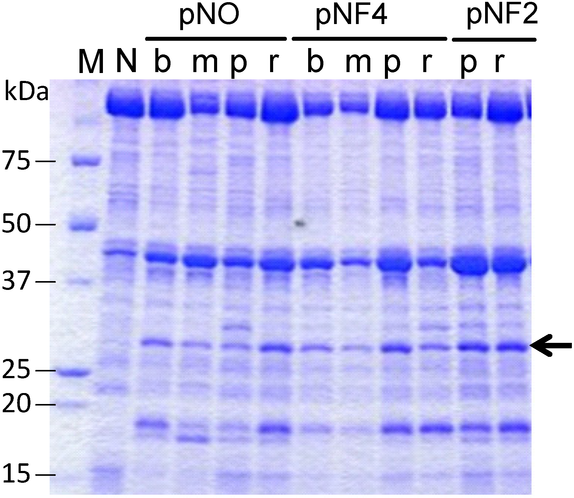 Antibodies 03 00242 g005 550