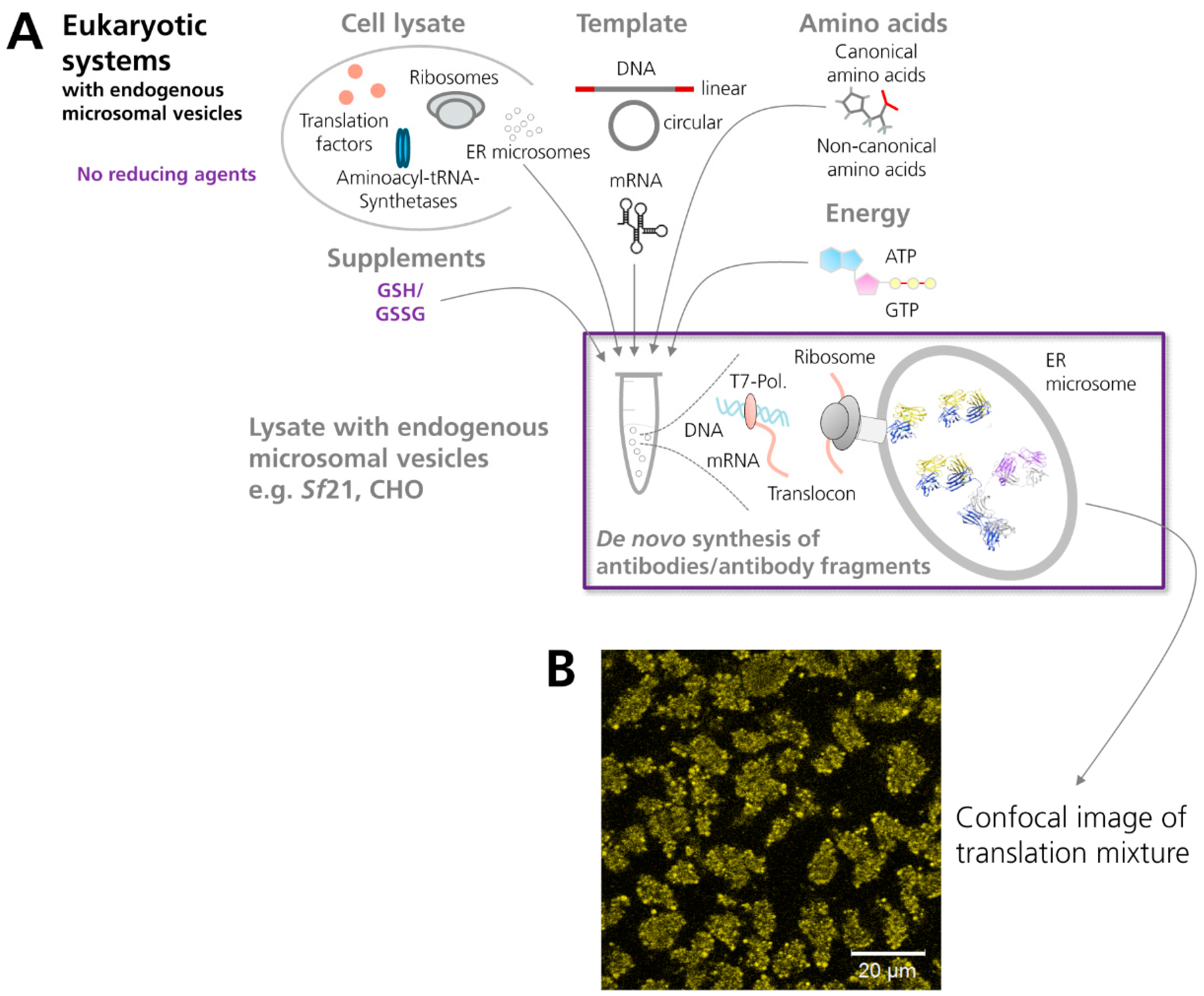 Antibody technical breakthrough - Innovative antibodies against haptens and  transmembrane proteins