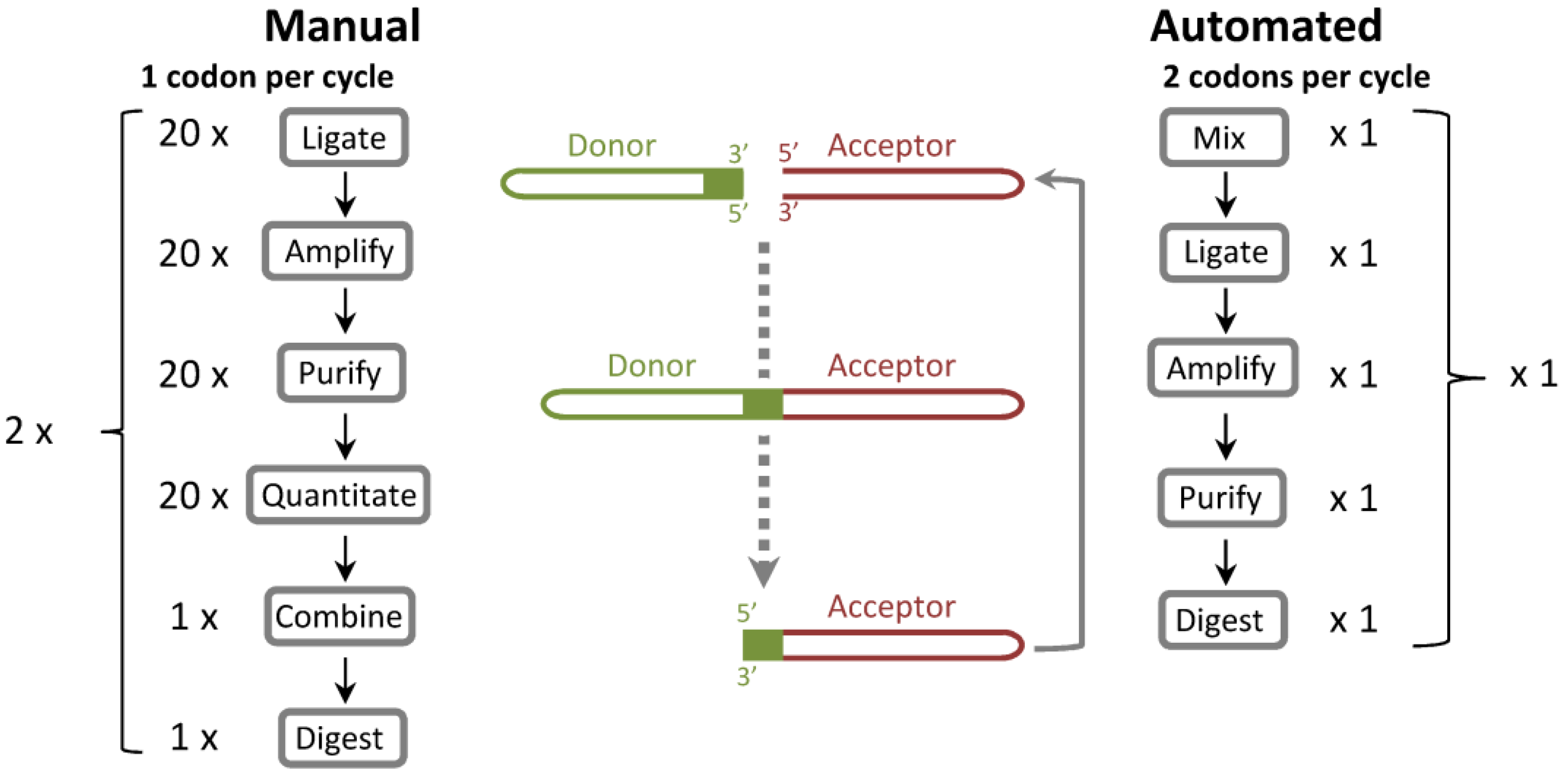 Antibodies 04 00088 g001 1024