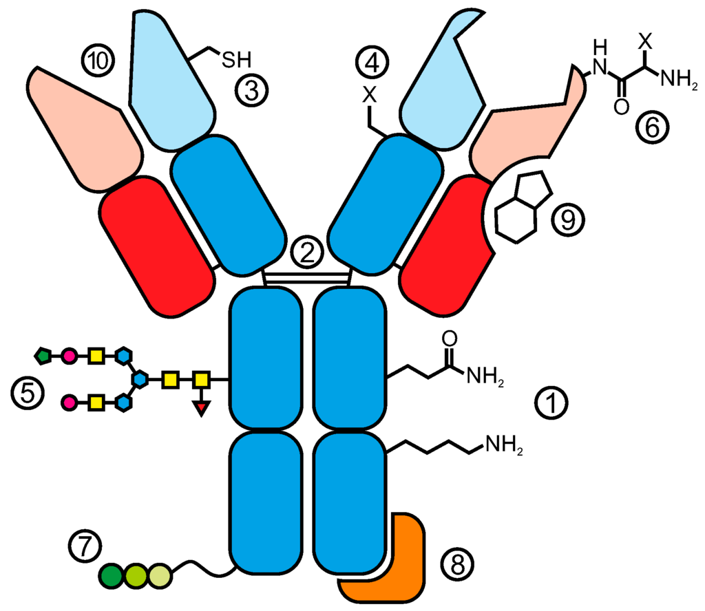 antibodies definition forensics