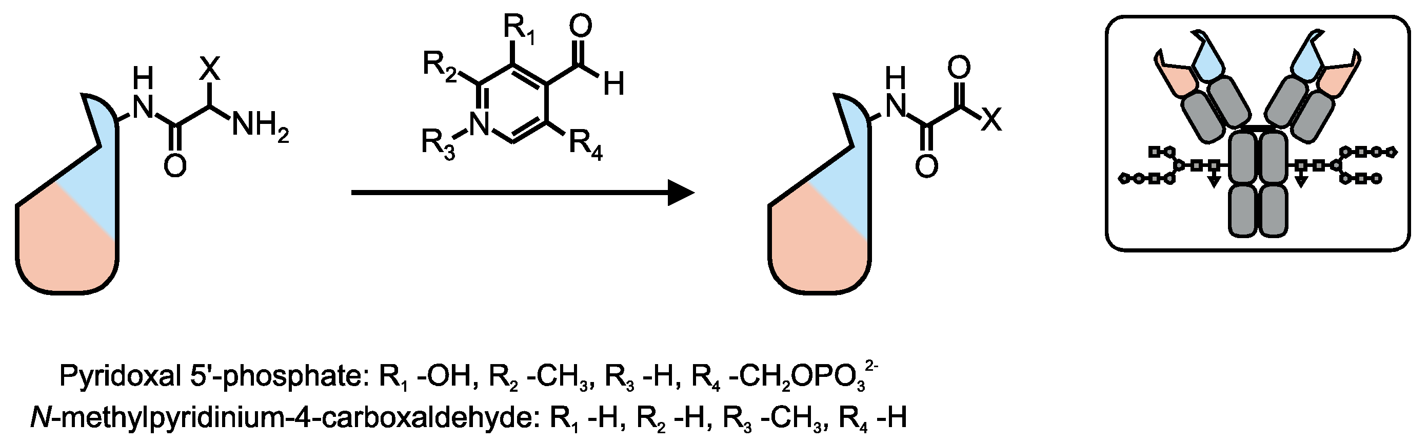 Antibodies 04 00197 g005