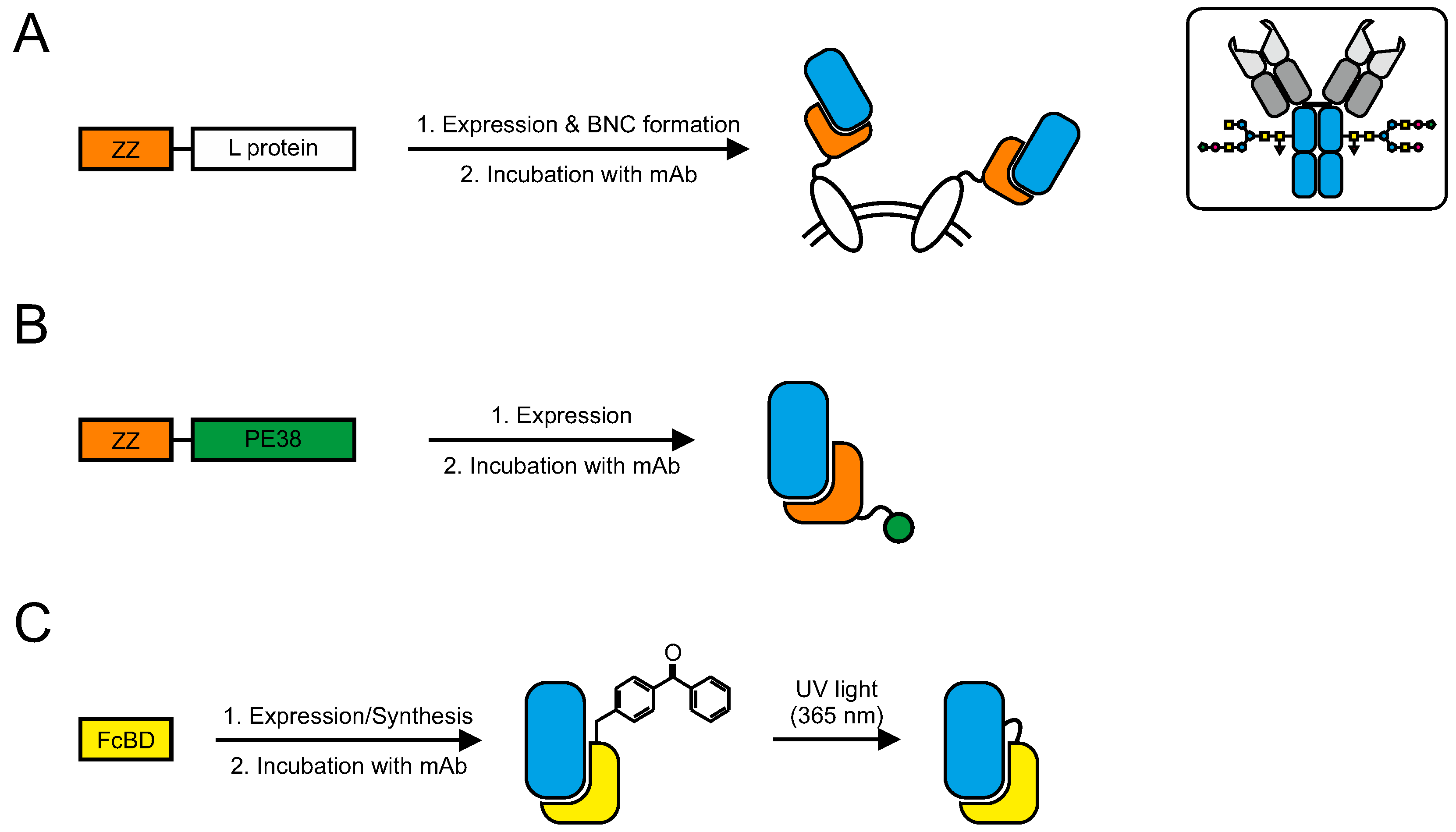 Antibodies 04 00197 g007