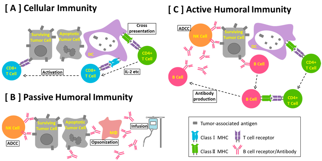 Antibodies | Free Full-Text | B Cell Epitope-Based ...