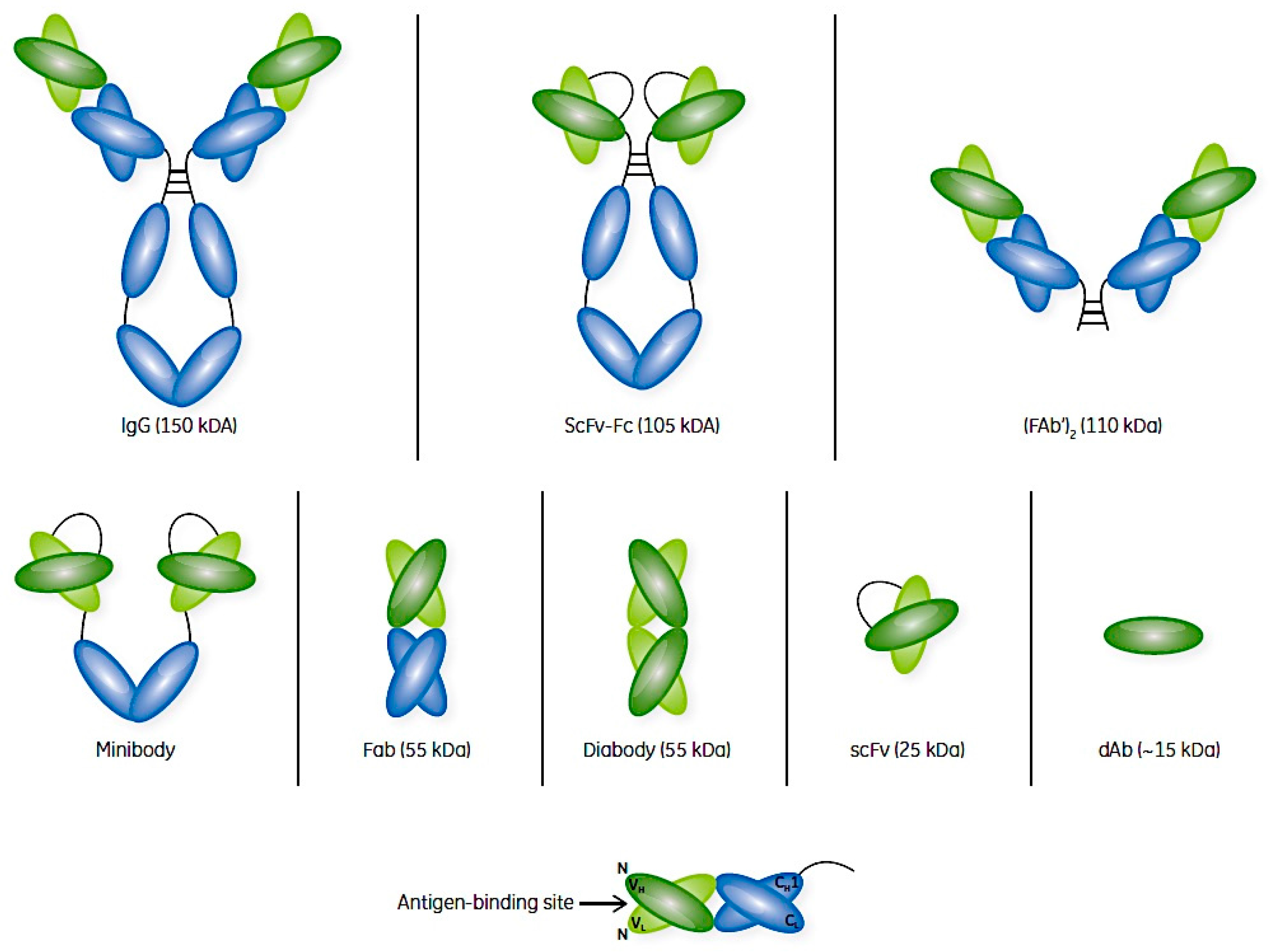 Antibodies Free FullText Antibody Fragments and Their Purification