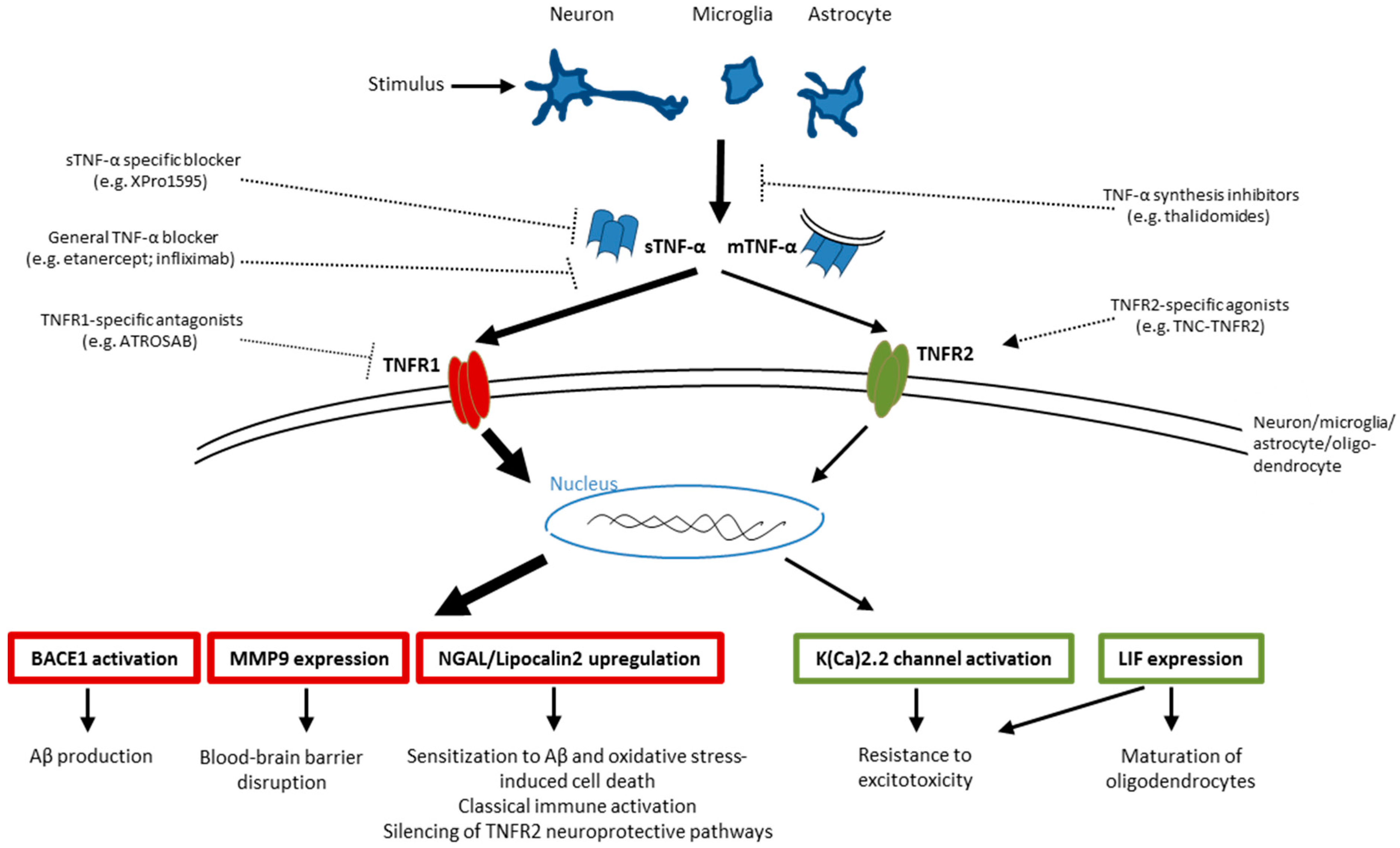 Antibodies 04 00369 g003