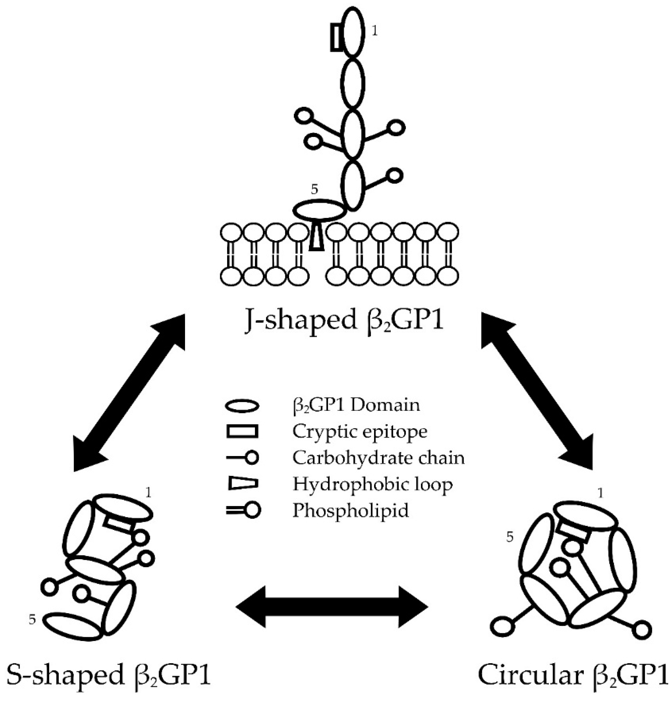 Antibodies 05 00012 g001