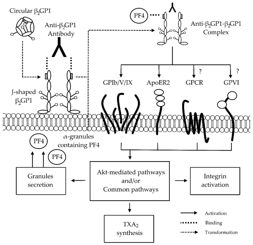 Antibodies Free FullText β2GP1, Antiβ2GP1 Antibodies and