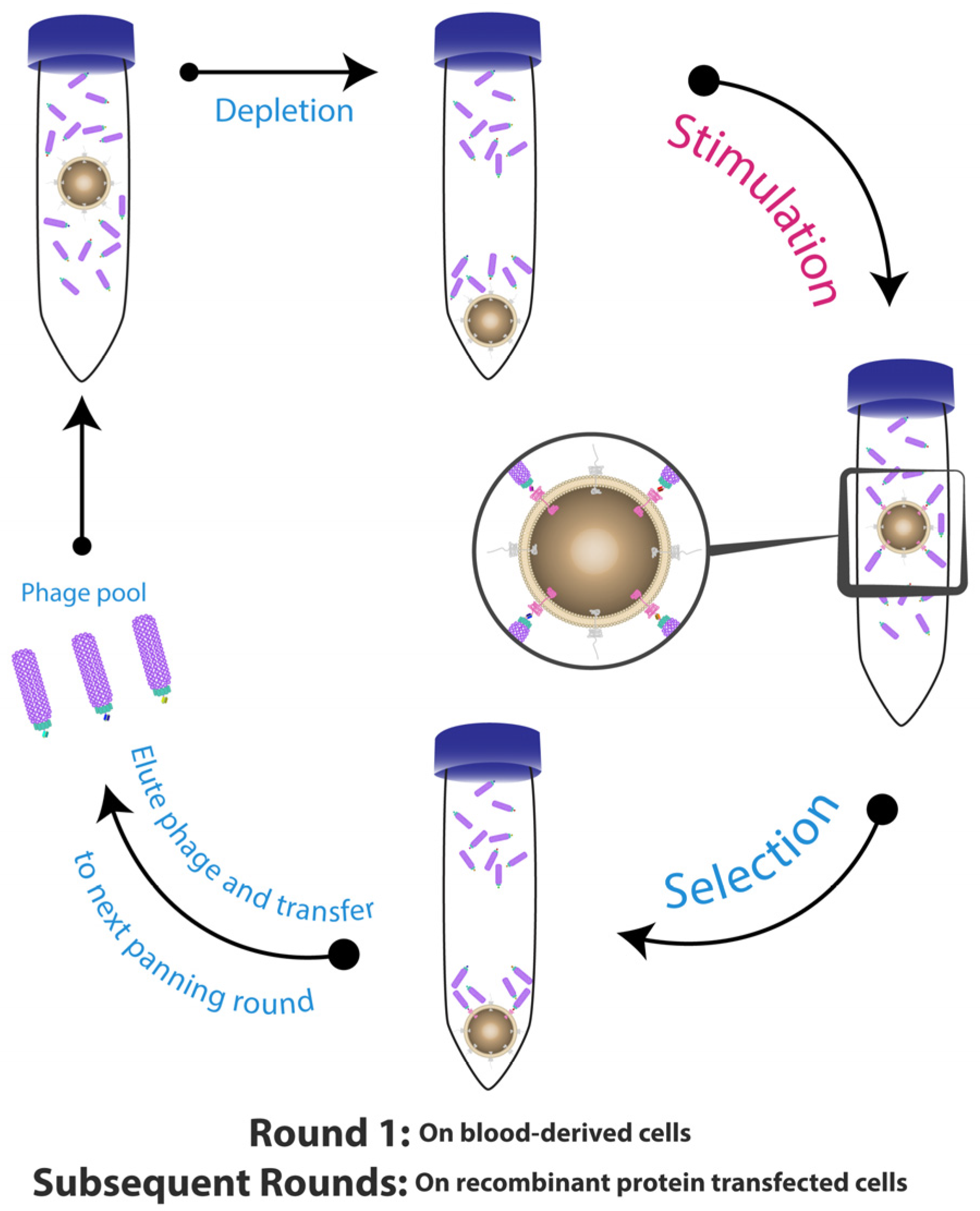 Antibodies 06 00010 g001