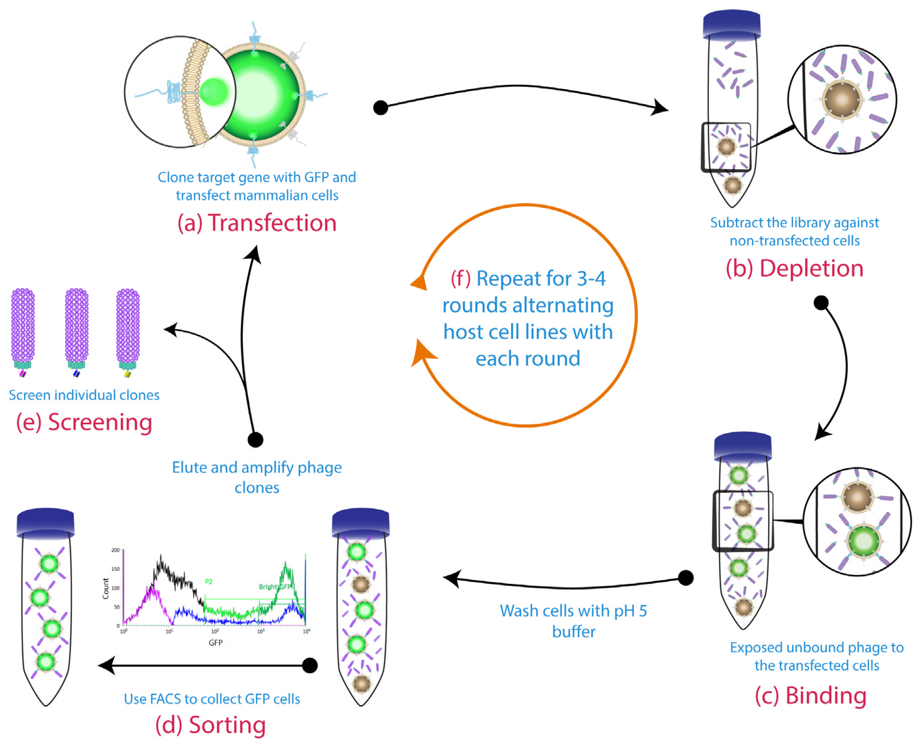 Antibodies 06 00010 g003