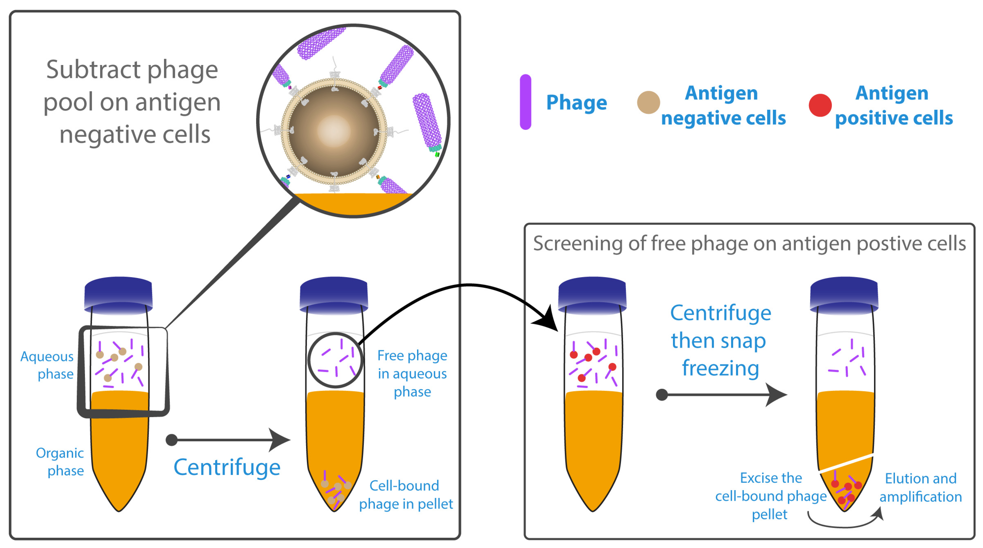 Antibodies 06 00010 g004