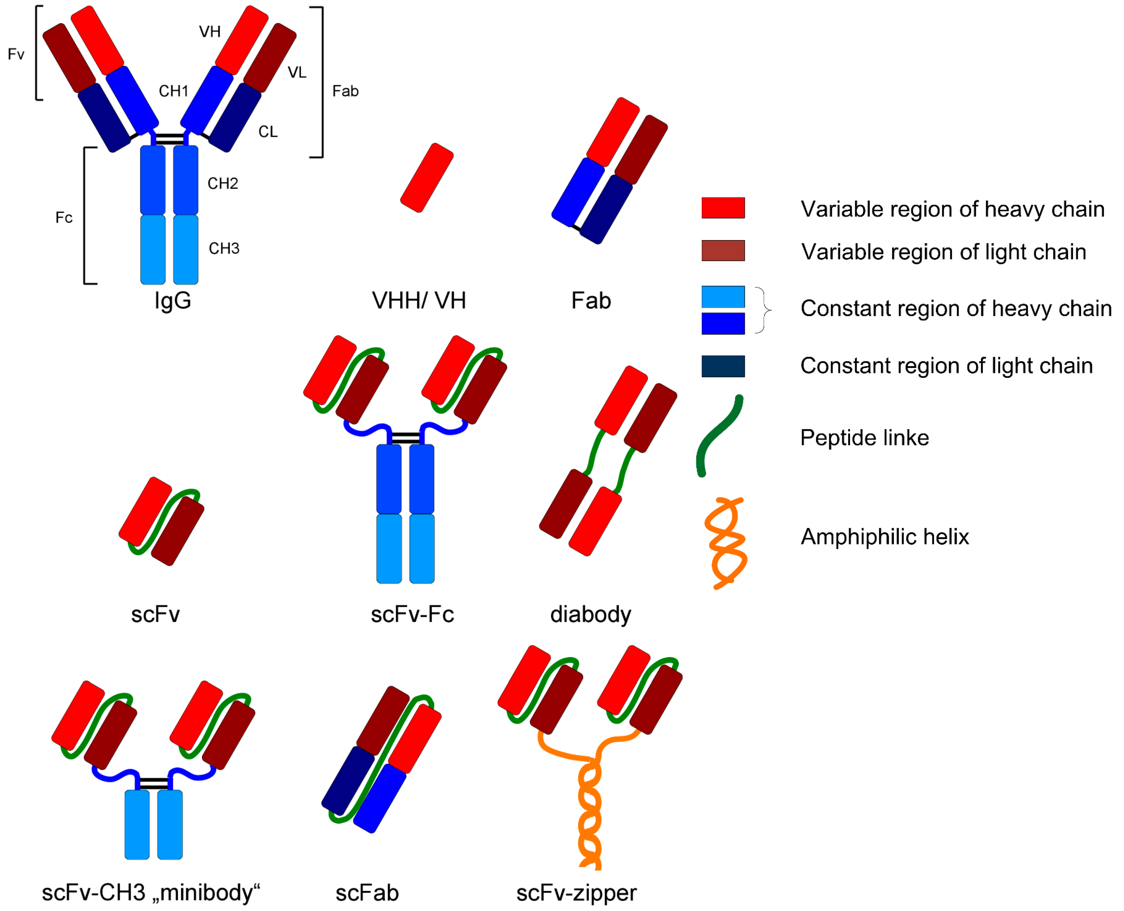 Antibodies 06 00013 g002