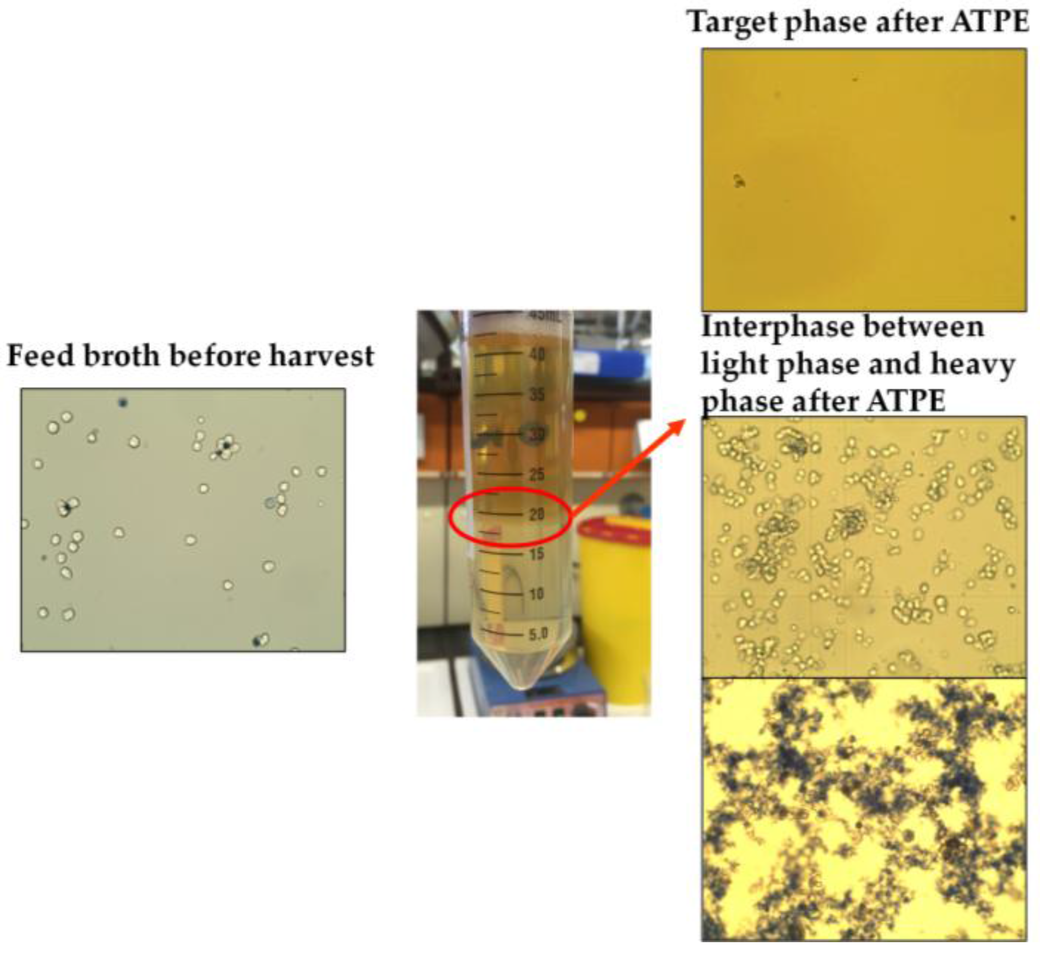 Antibodies 06 00021 g001