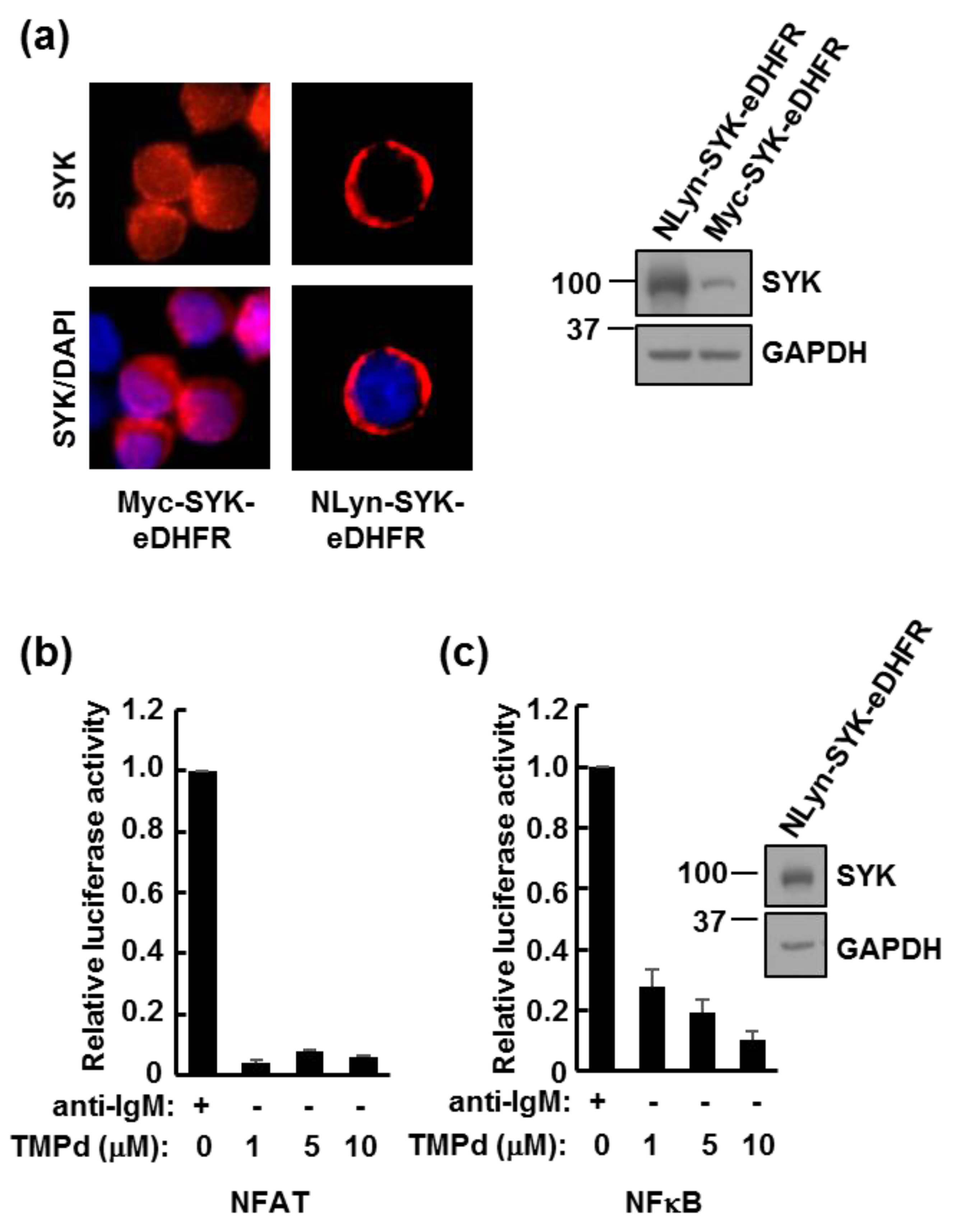 Antibodies 06 00023 g005