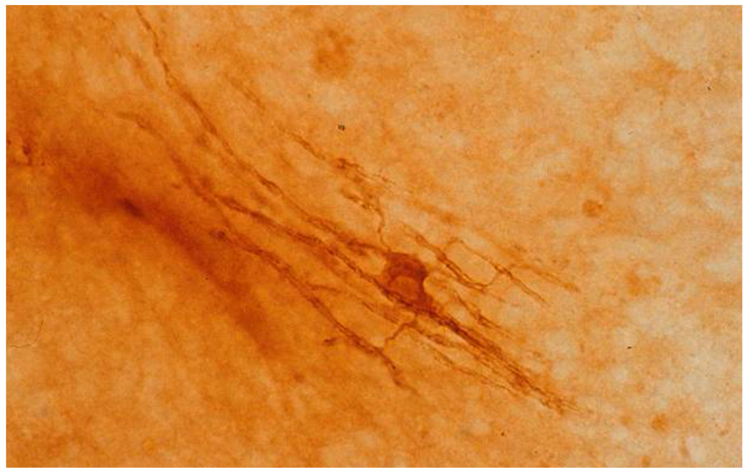 Antibodies 07 00002 g001