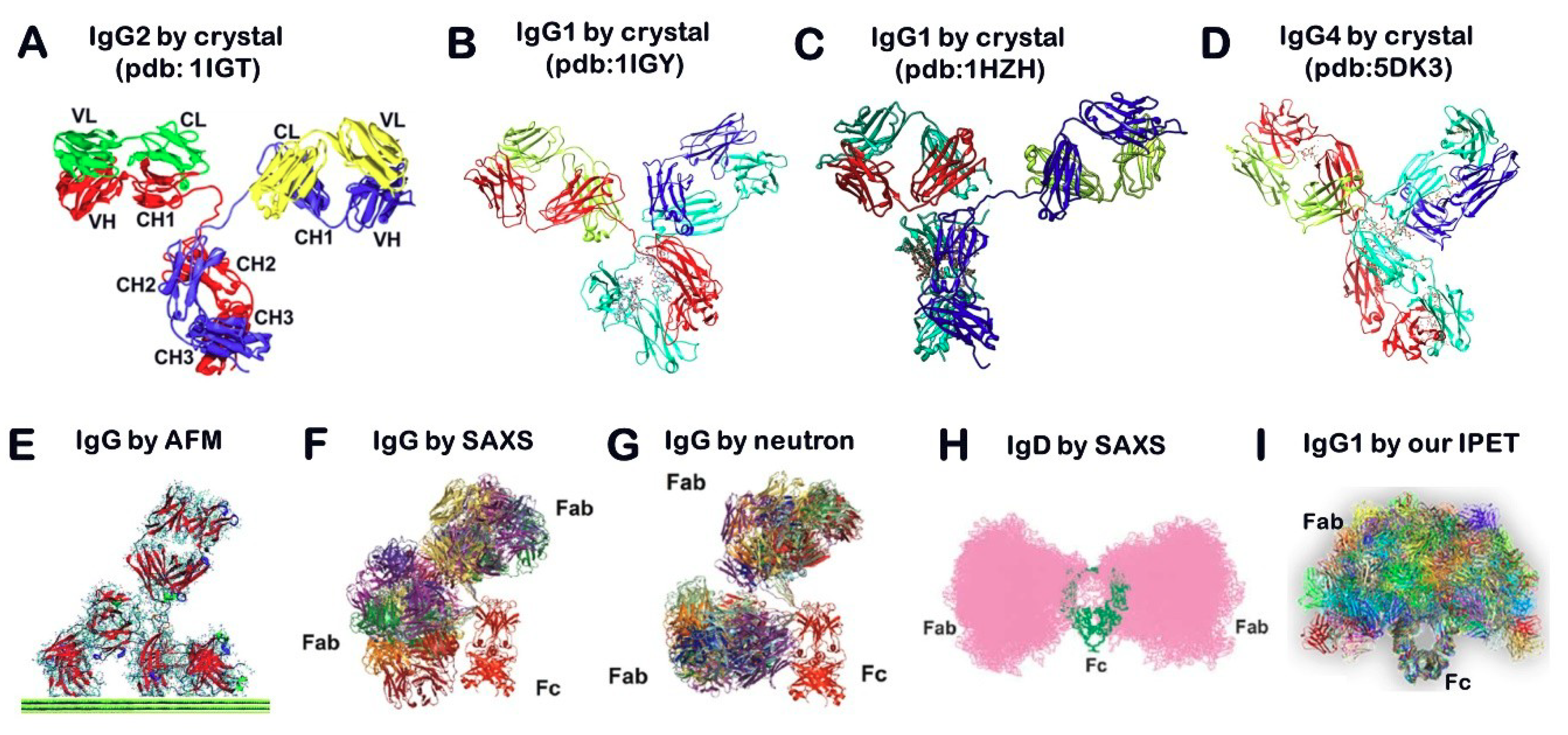 Igg Antibody Photos and Images & Pictures