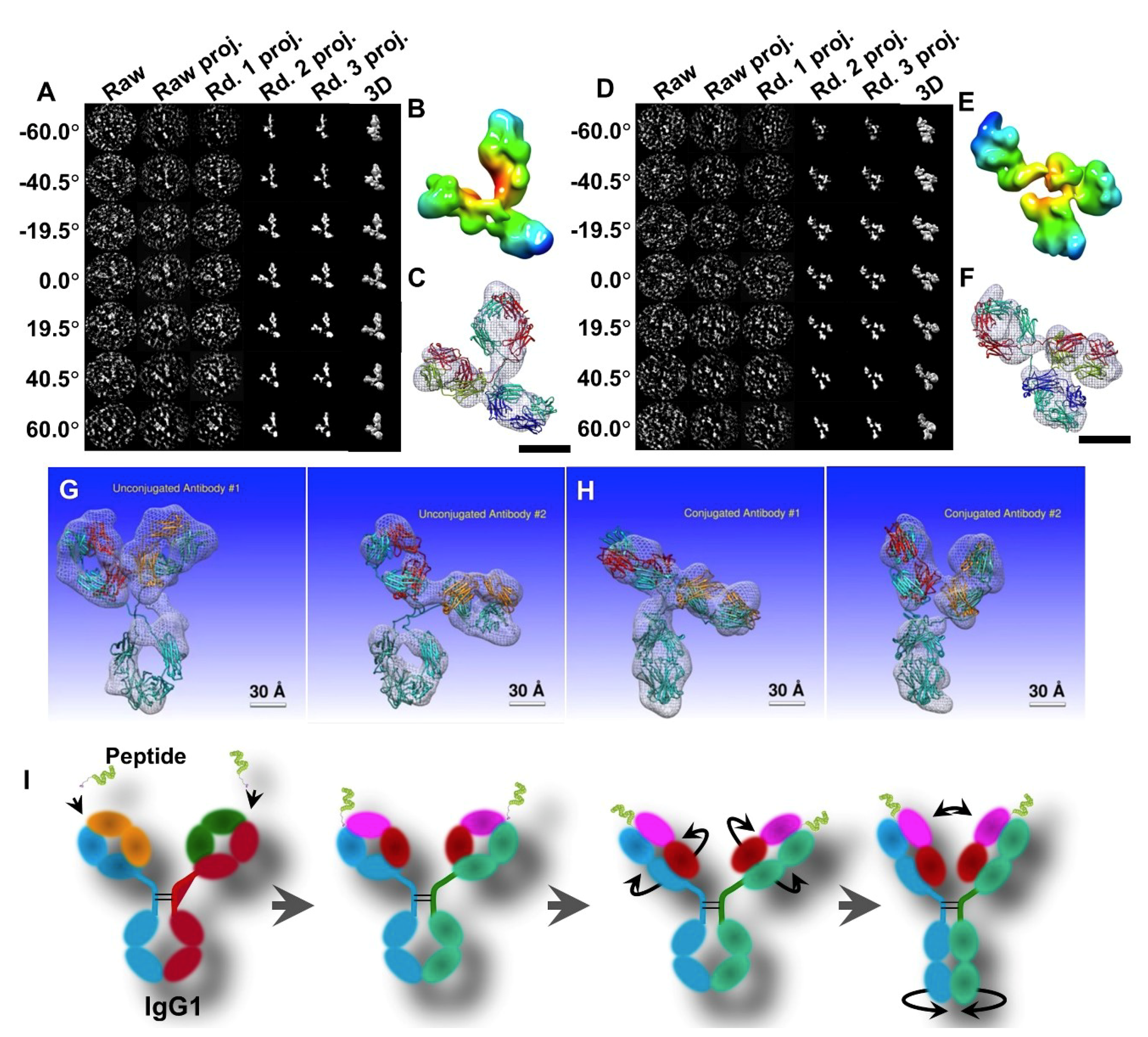 Igg Antibody Photos and Images & Pictures