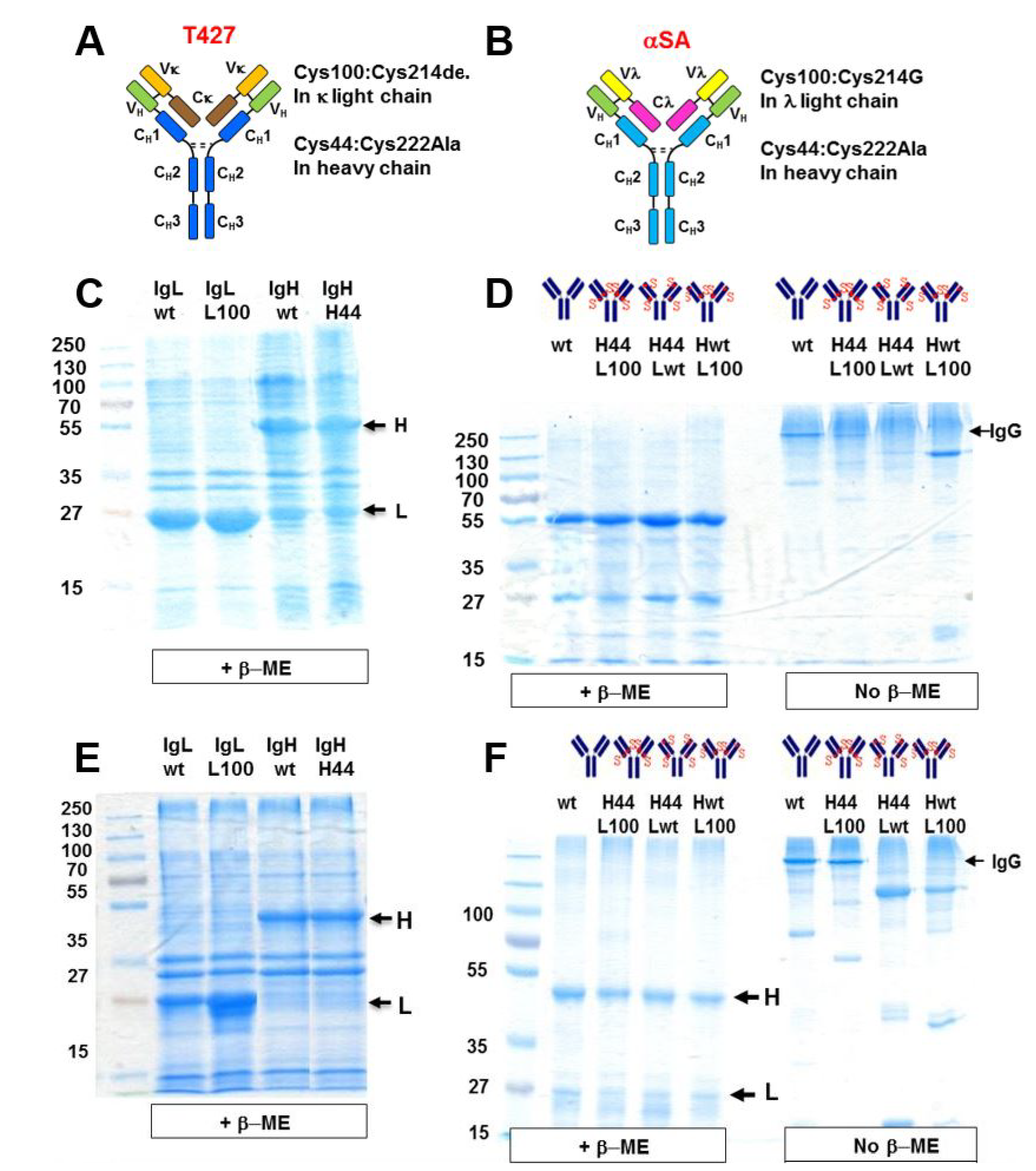 Antibodies 07 00027 g005 Antibodies 07 00027 g005