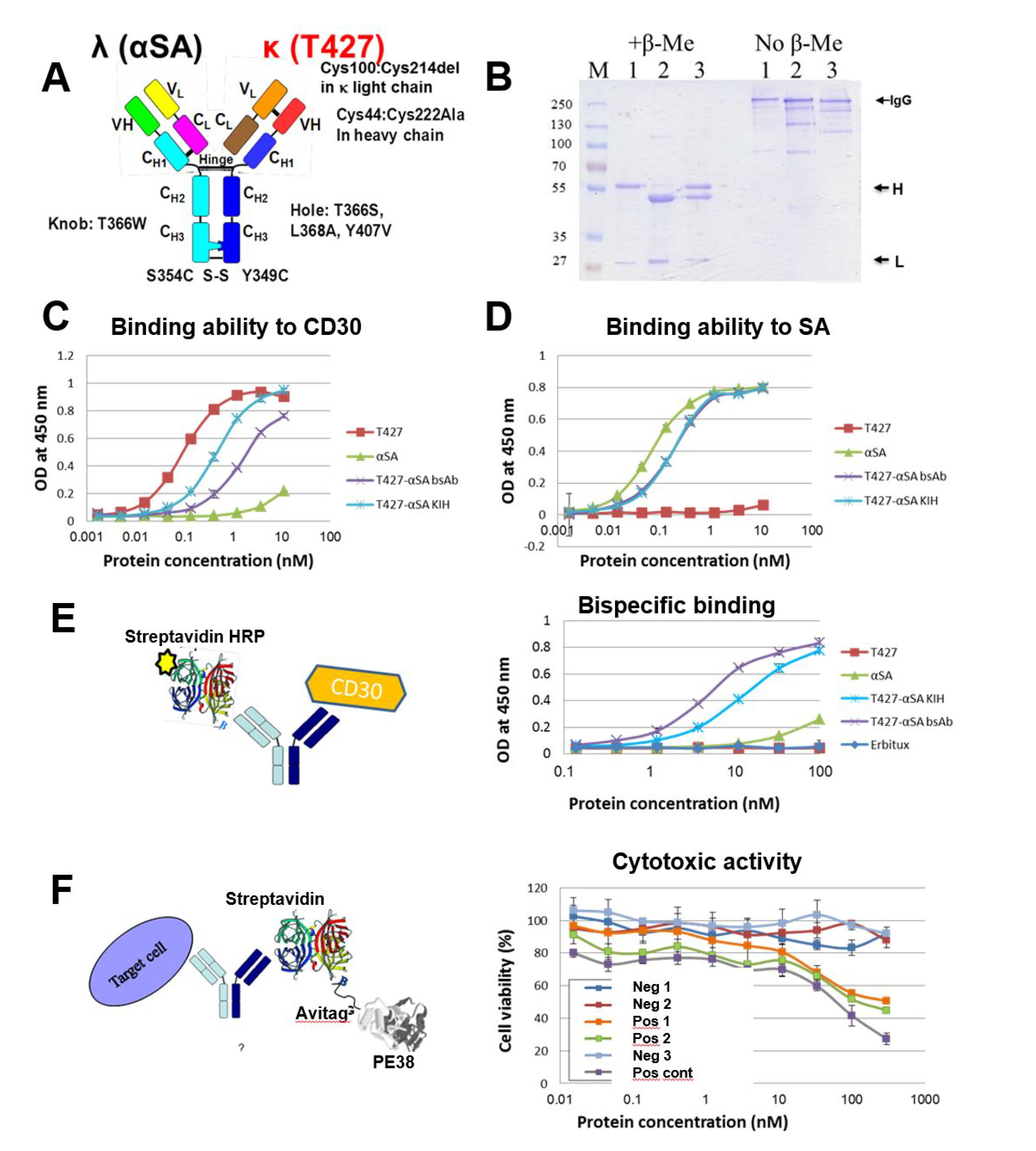 Antibodies 07 00027 g007 Antibodies 07 00027 g007