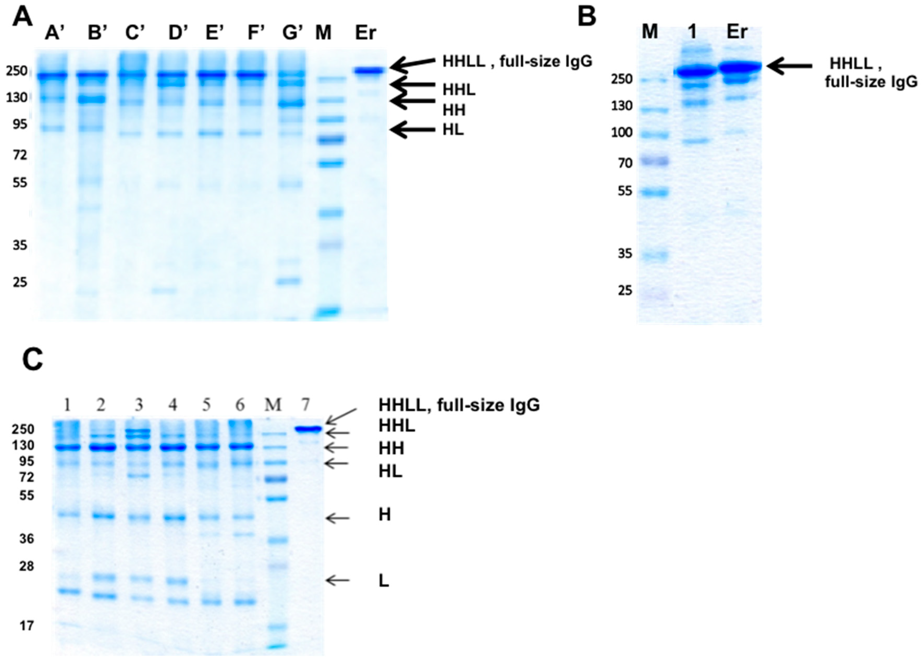 Antibodies 07 00027 g008 Antibodies 07 00027 g008