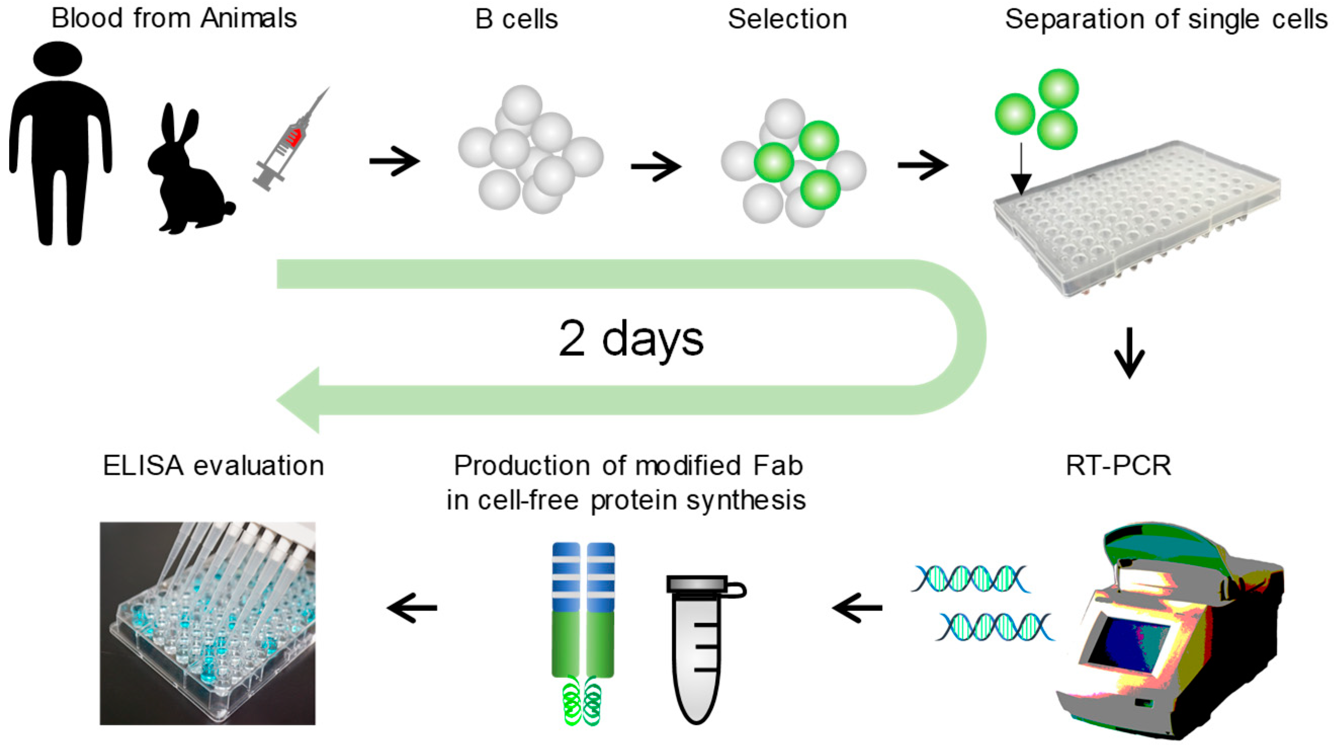 Antibodies 07 00038 g001 Antibodies 07 00038 g001