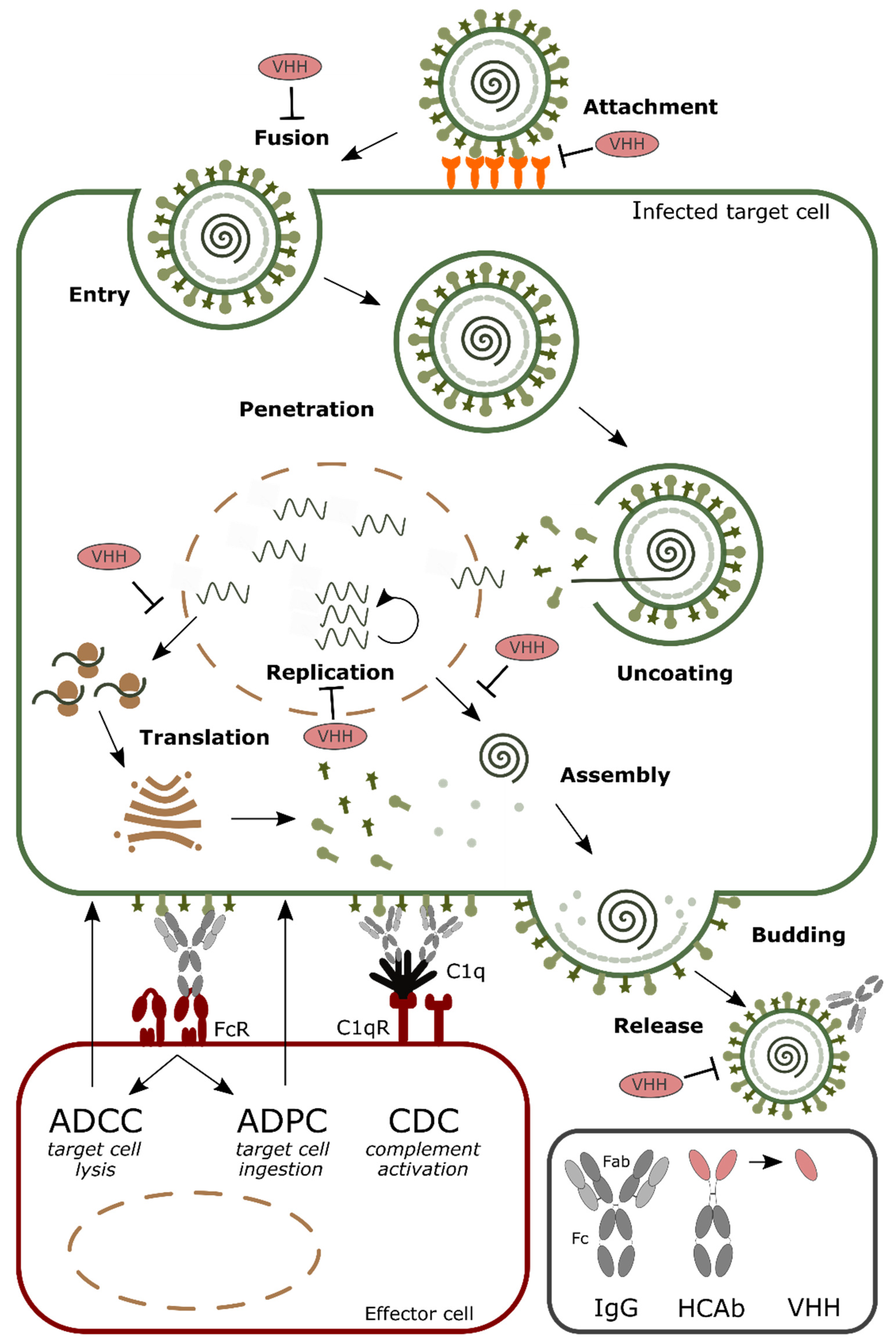 Antibodies 08 00001 g001