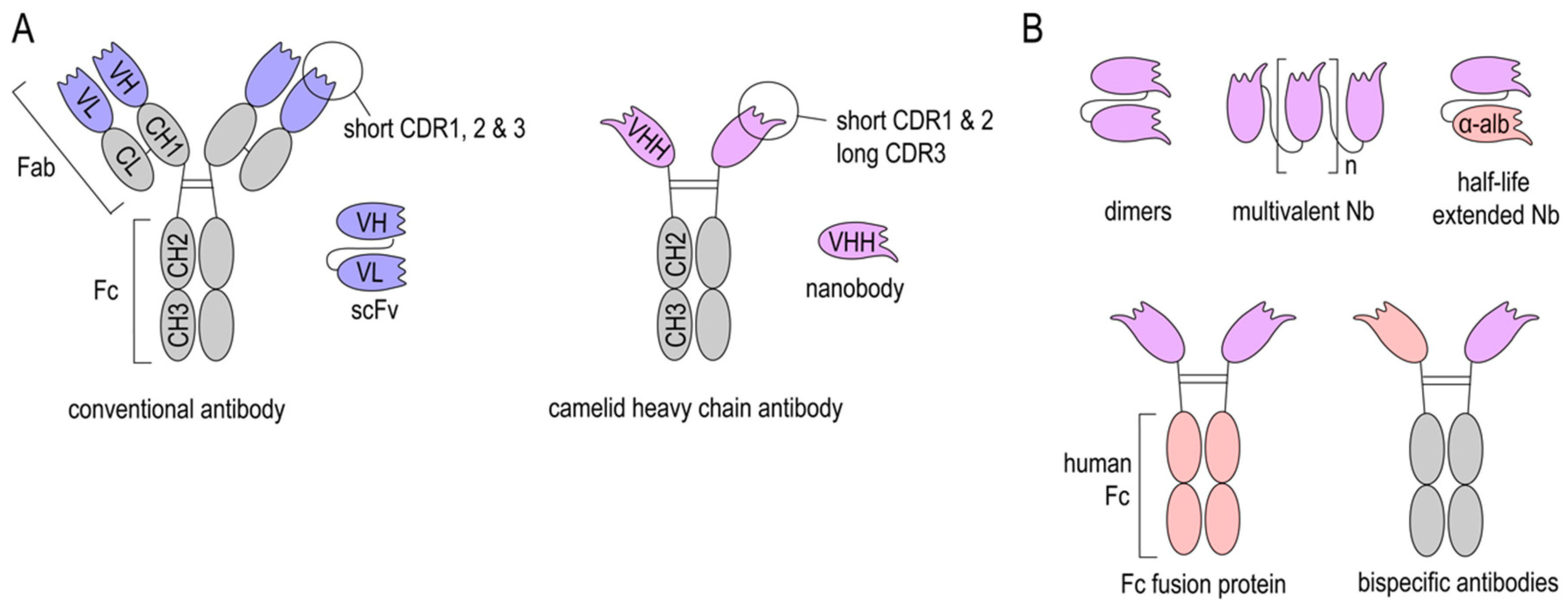 Heavy Chain antibody. Single-domain antibody. SCFV антитела. Cdr antibody. Домены антител