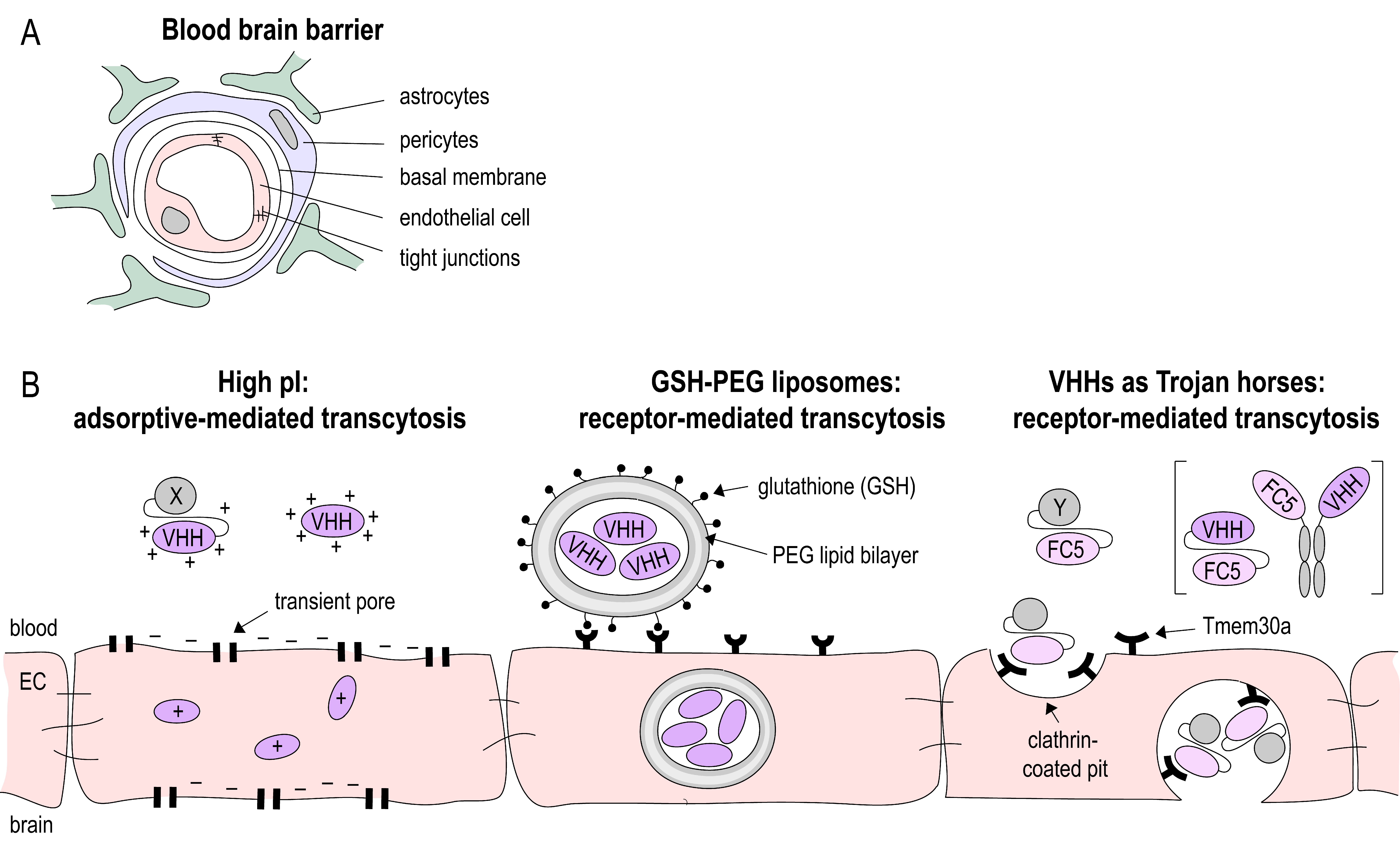 Antibodies 08 00005 g002