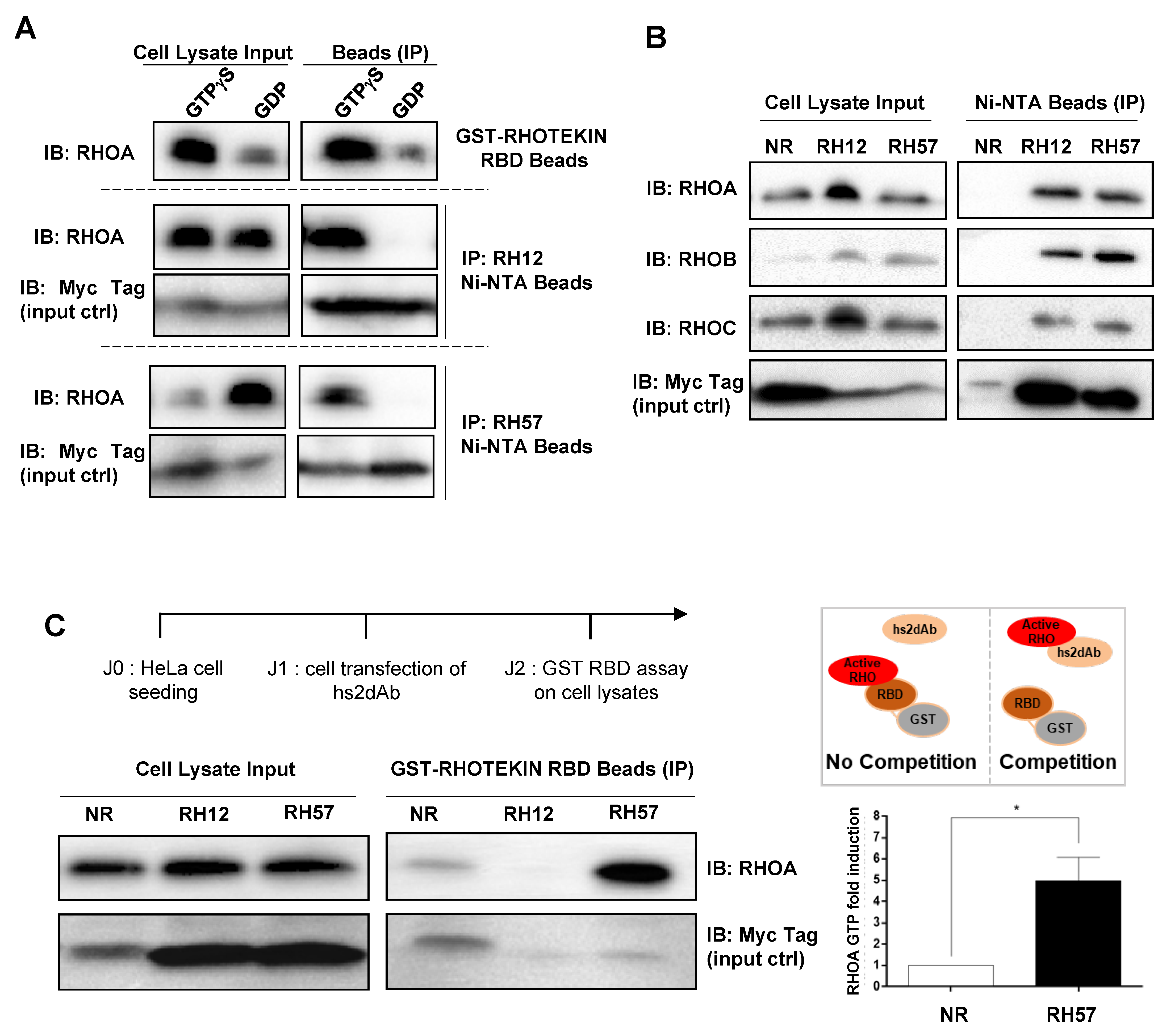Antibodies 08 00008 g003