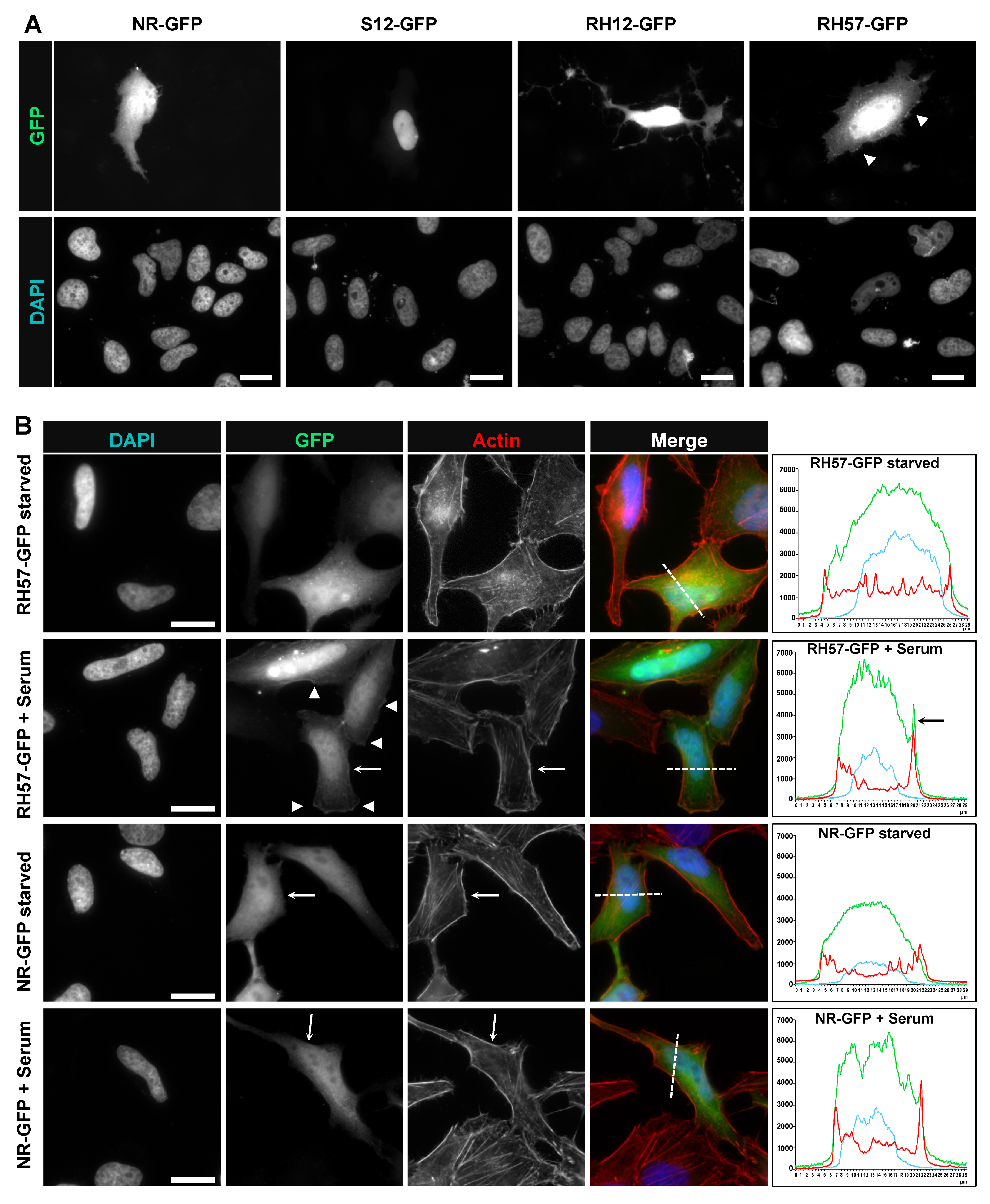 Antibodies 08 00008 g004