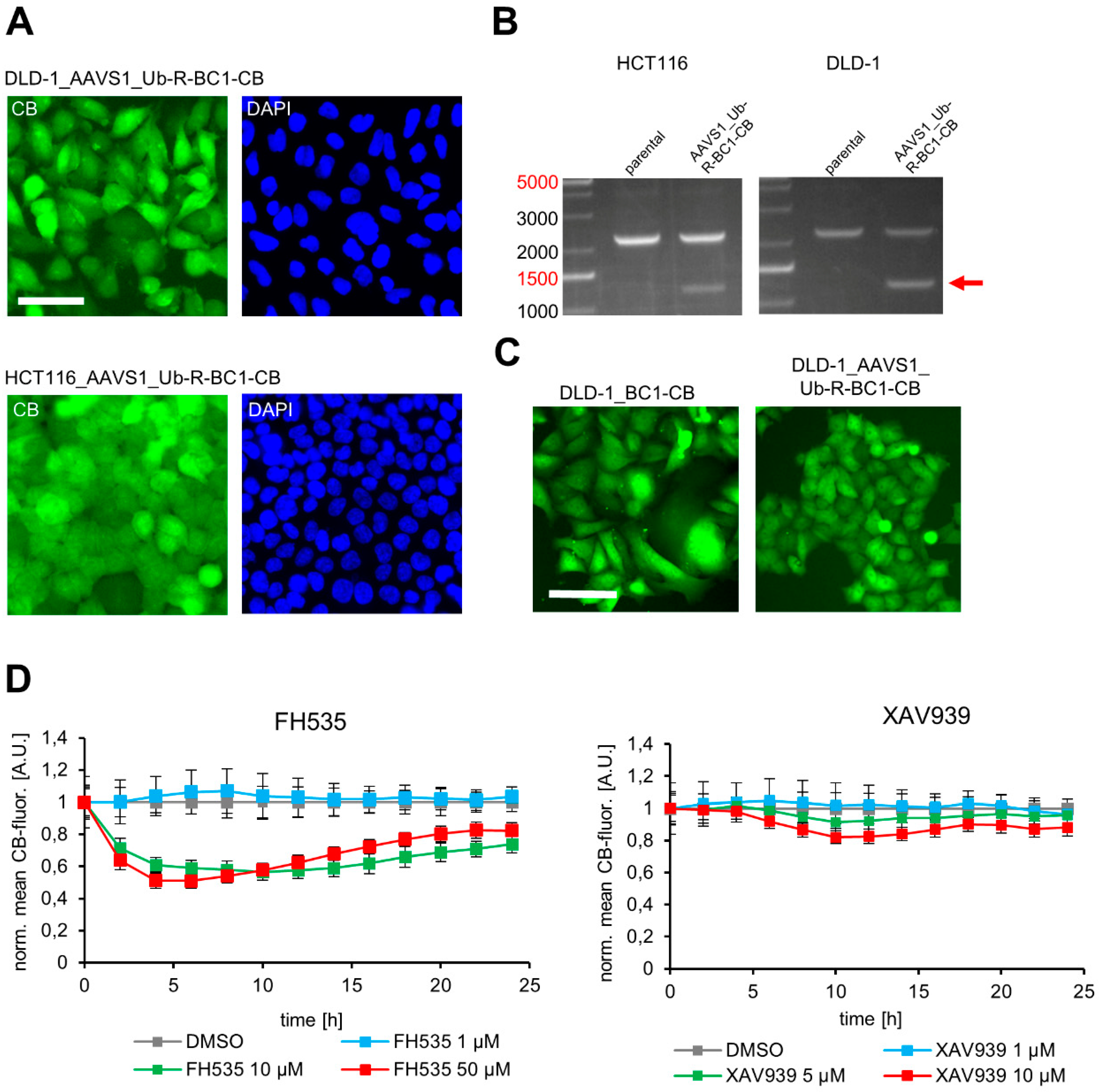 Antibodies 08 00010 g006