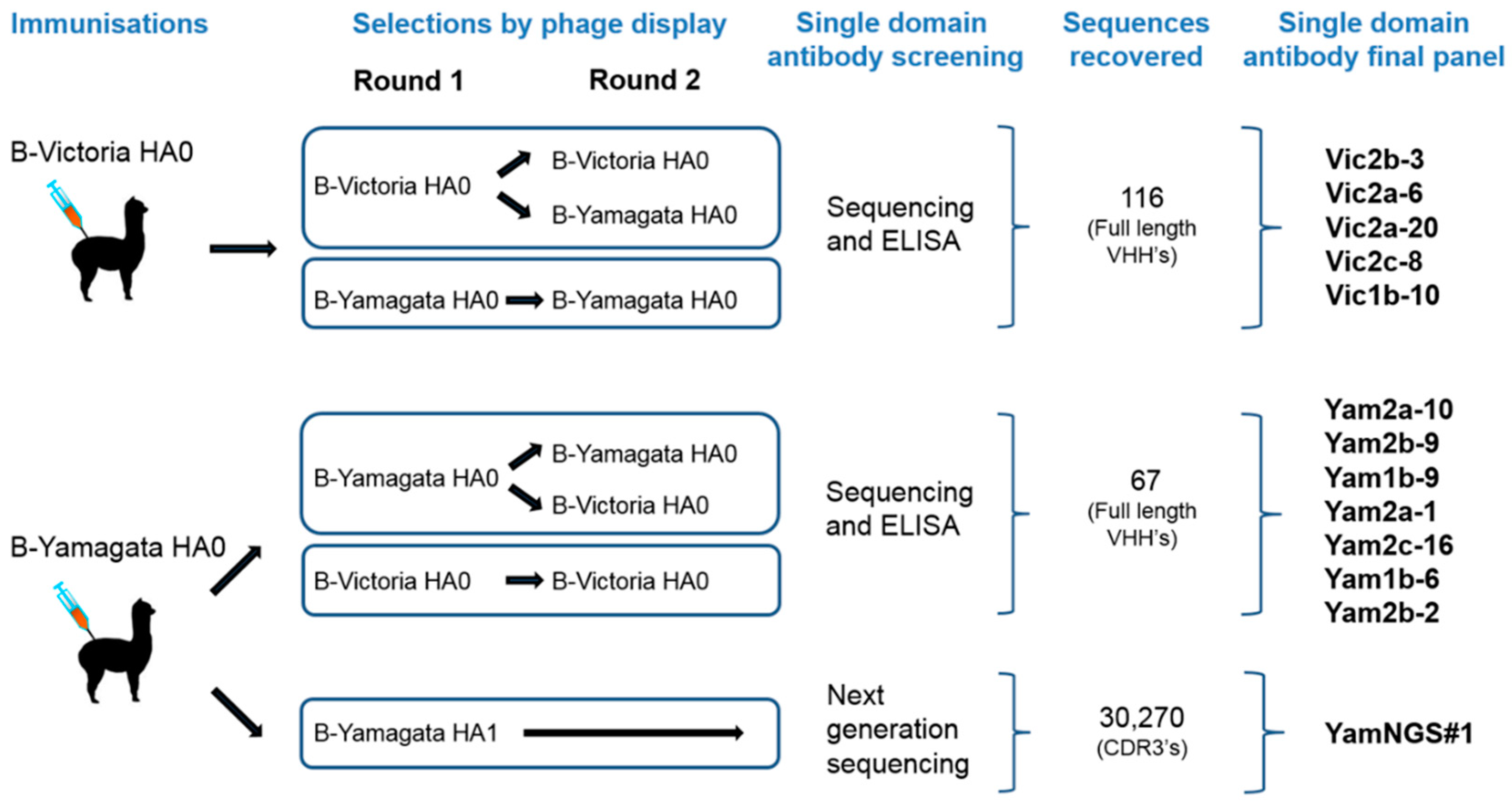 Antibodies 08 00014 g001