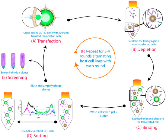 immunotherapy in malignant pleural mesothelioma