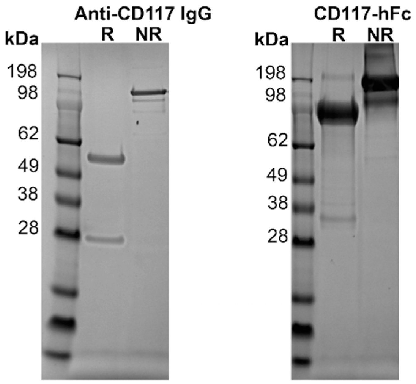 Antibodies 08 00015 g002