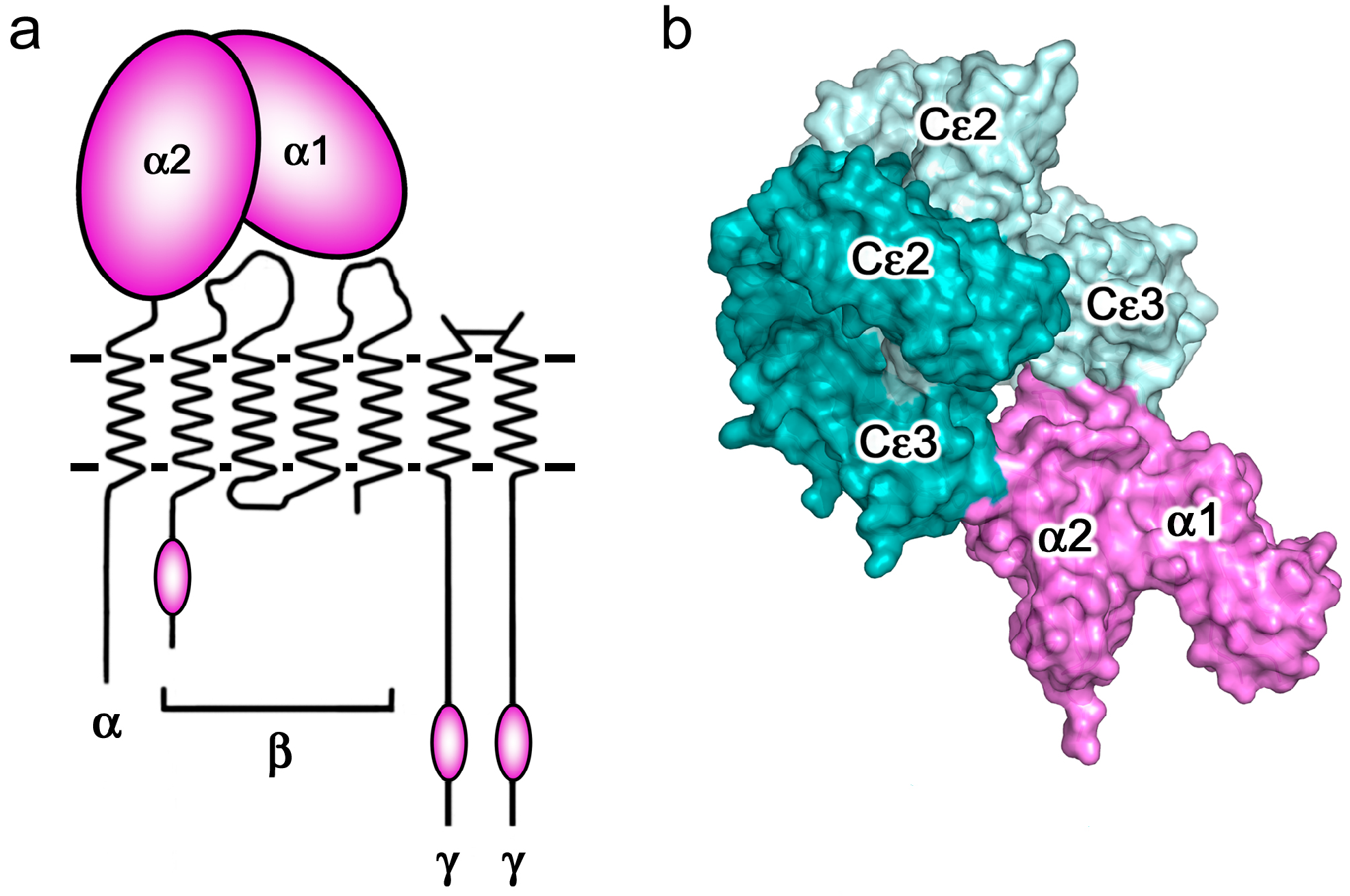 Antibodies 08 00019 g004 Antibodies 08 00019 g004