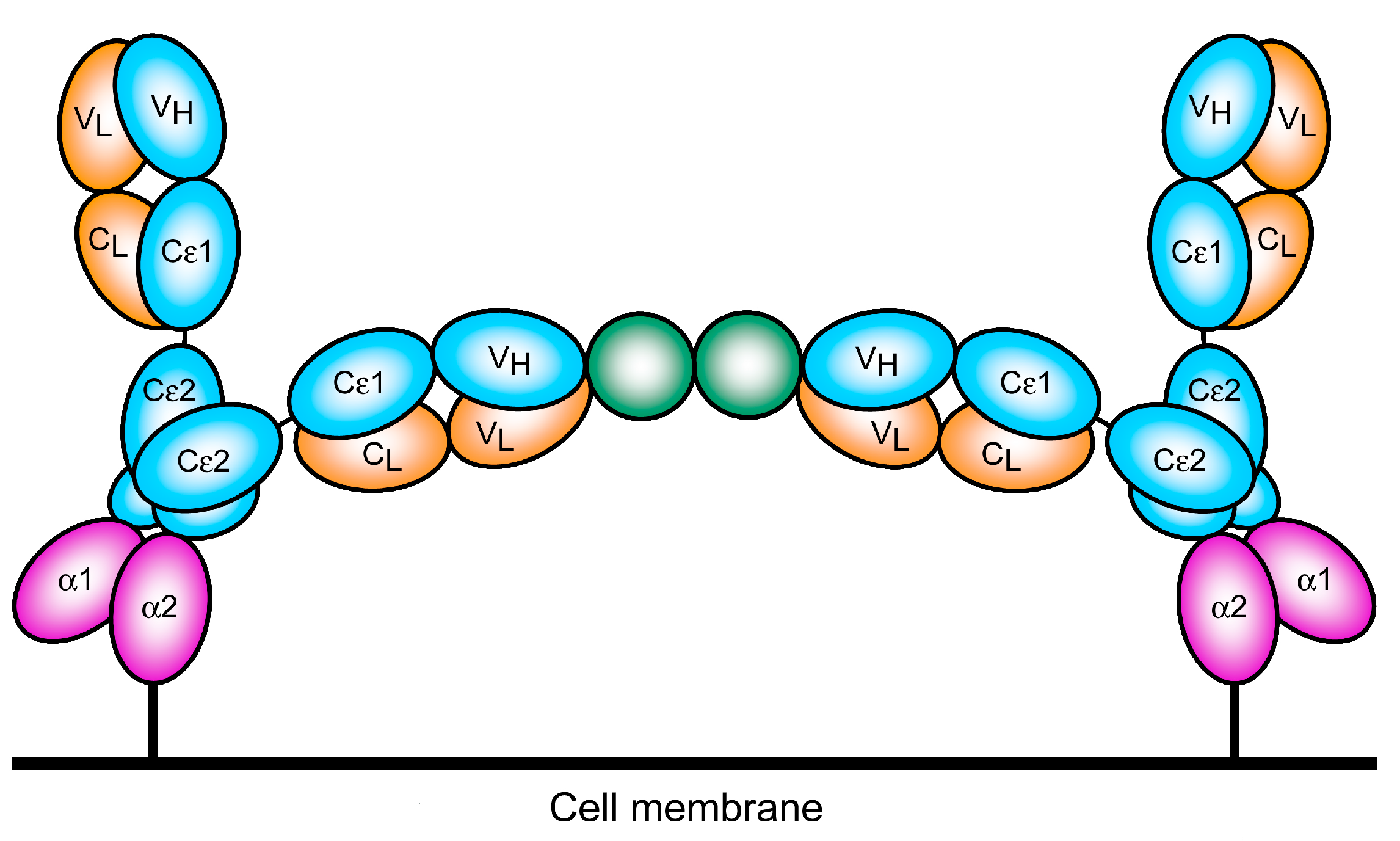 Antibodies 08 00019 g008 Antibodies 08 00019 g008